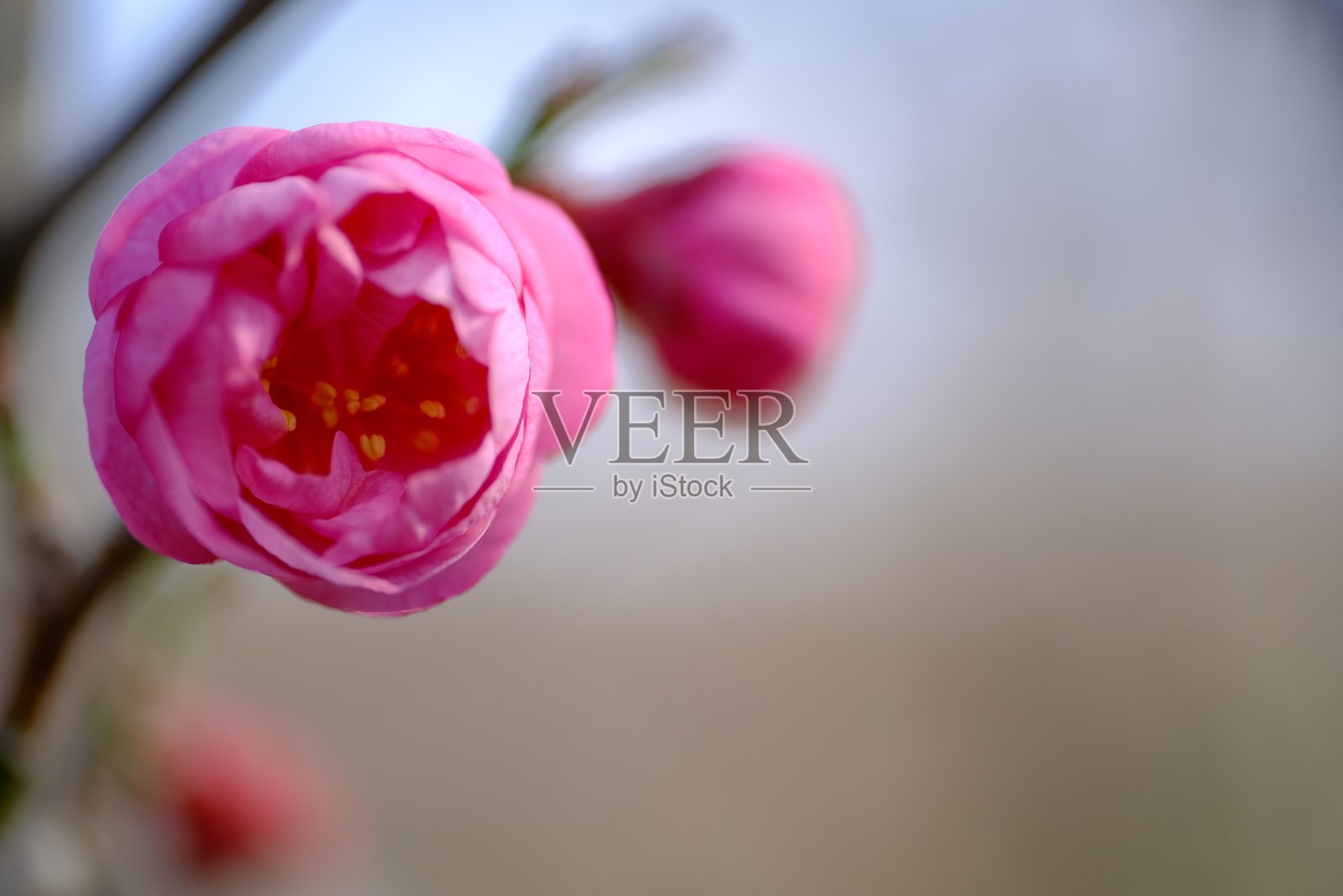 ume花的特写照片摄影图片