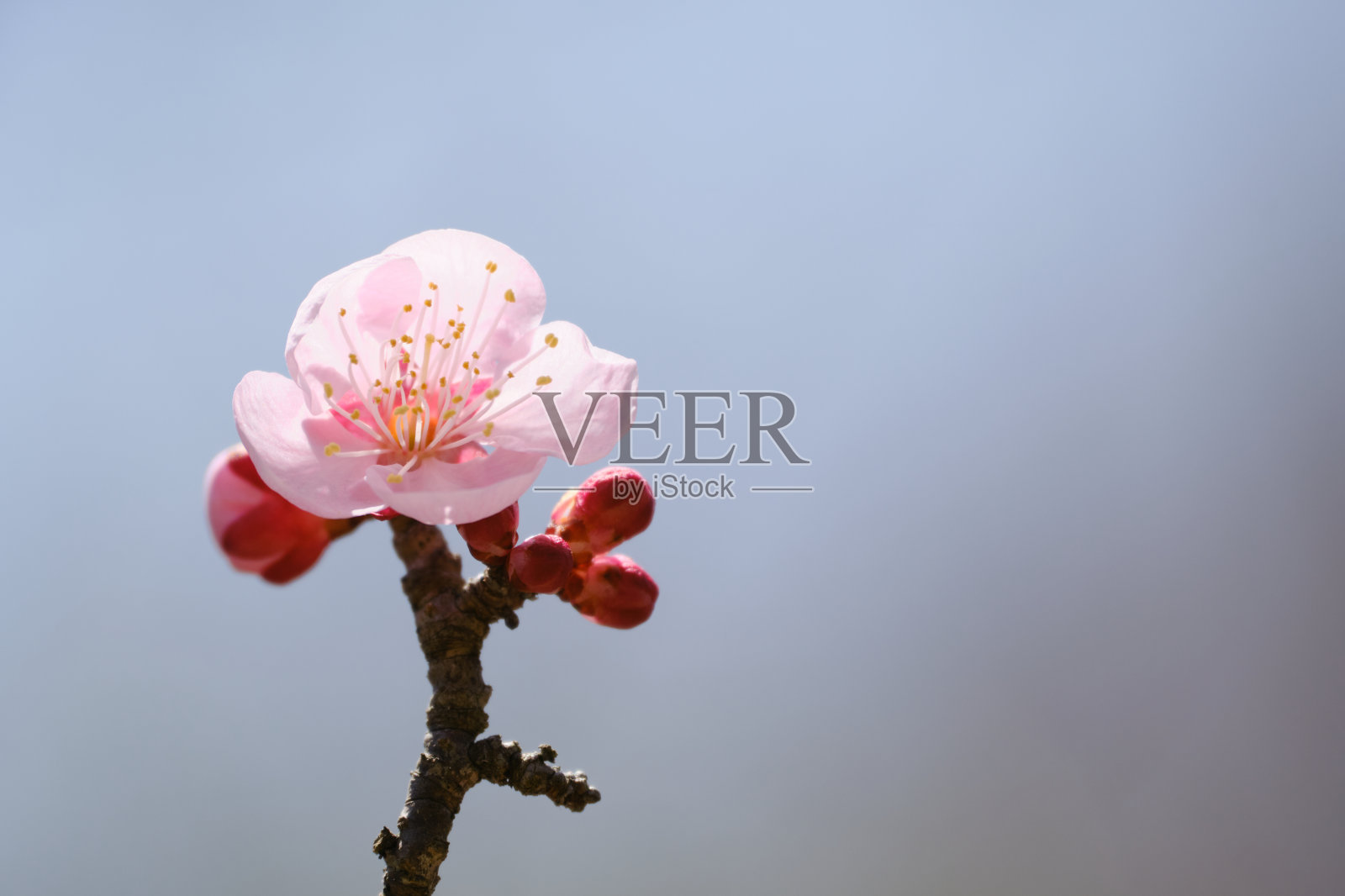 ume花的特写照片摄影图片