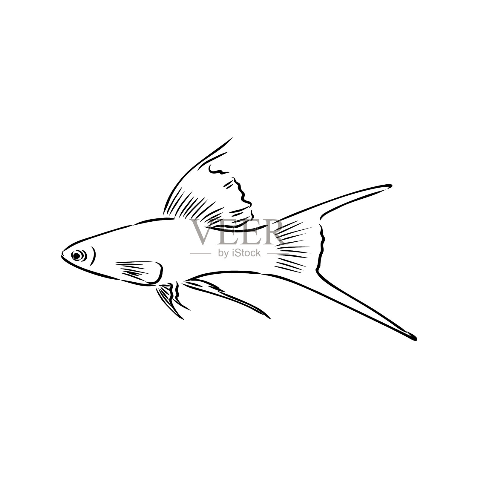 金鱼手绘孤立在白色上插画图片素材