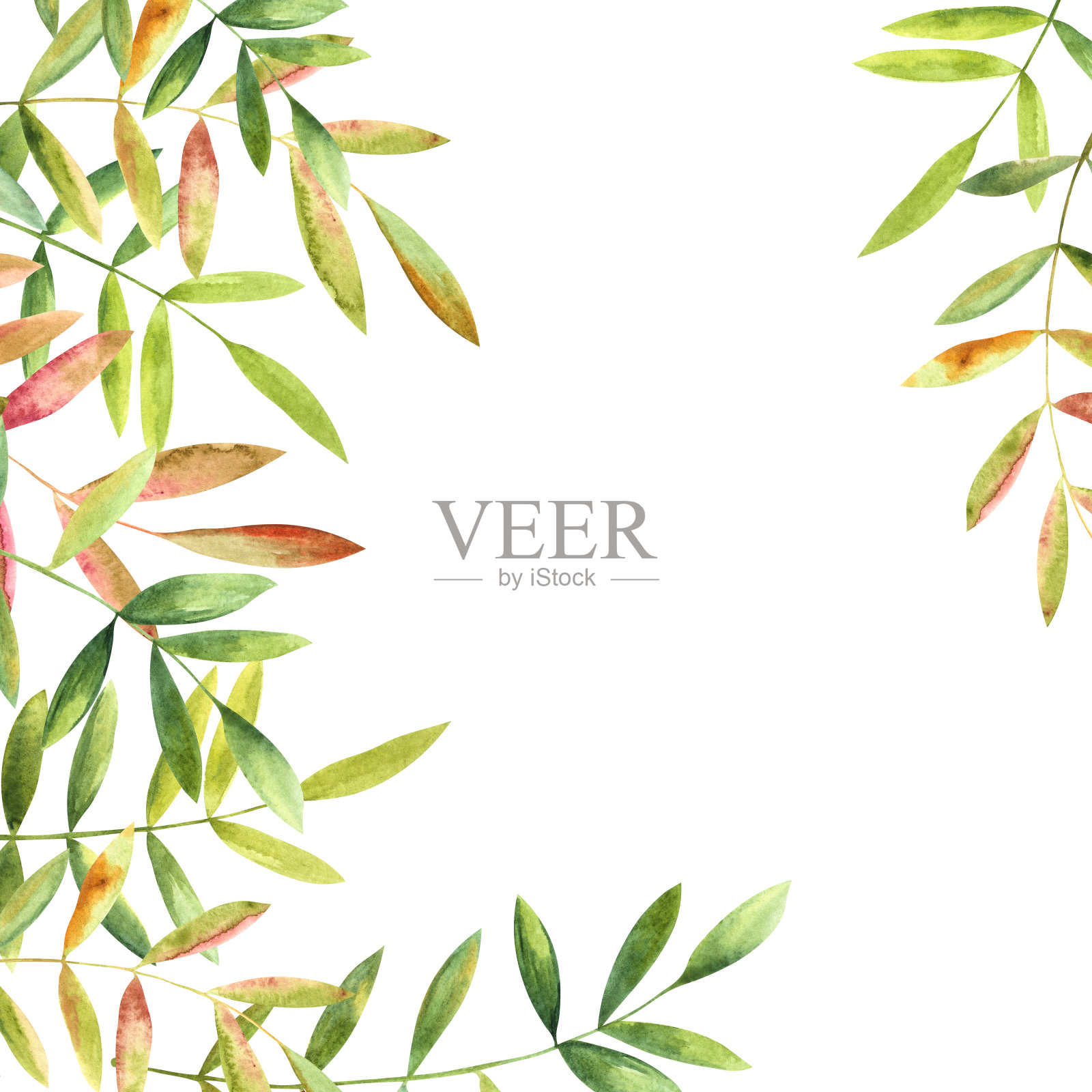 用水彩手绘的绿叶组成的构图。插画图片素材