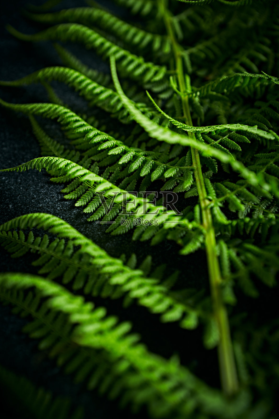 绿色的蕨叶。特写镜头。自然背景照片摄影图片