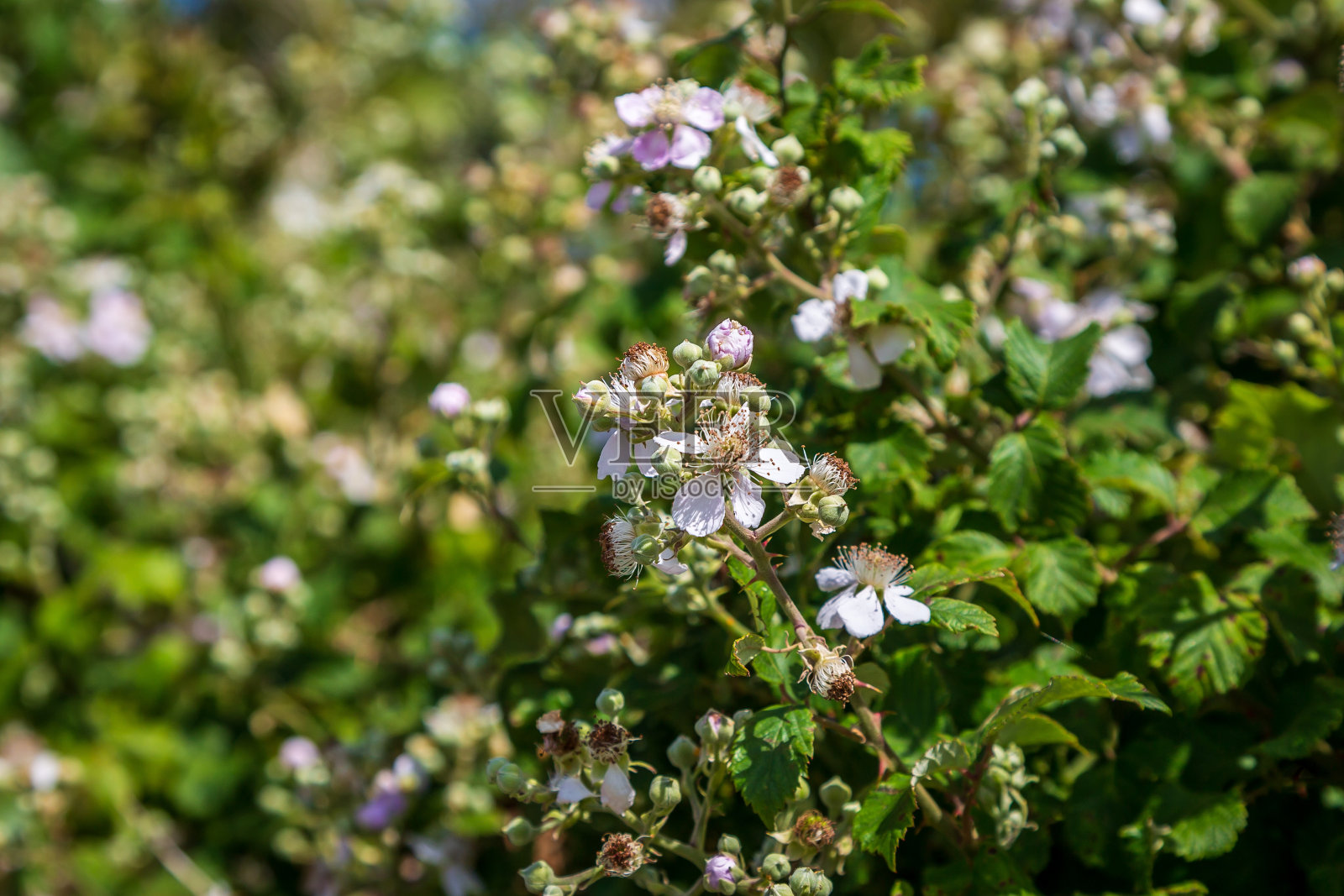 夏天开着花的黑莓灌木照片摄影图片