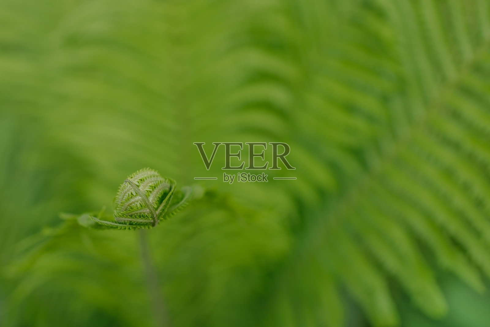 展开前的蕨叶照片摄影图片