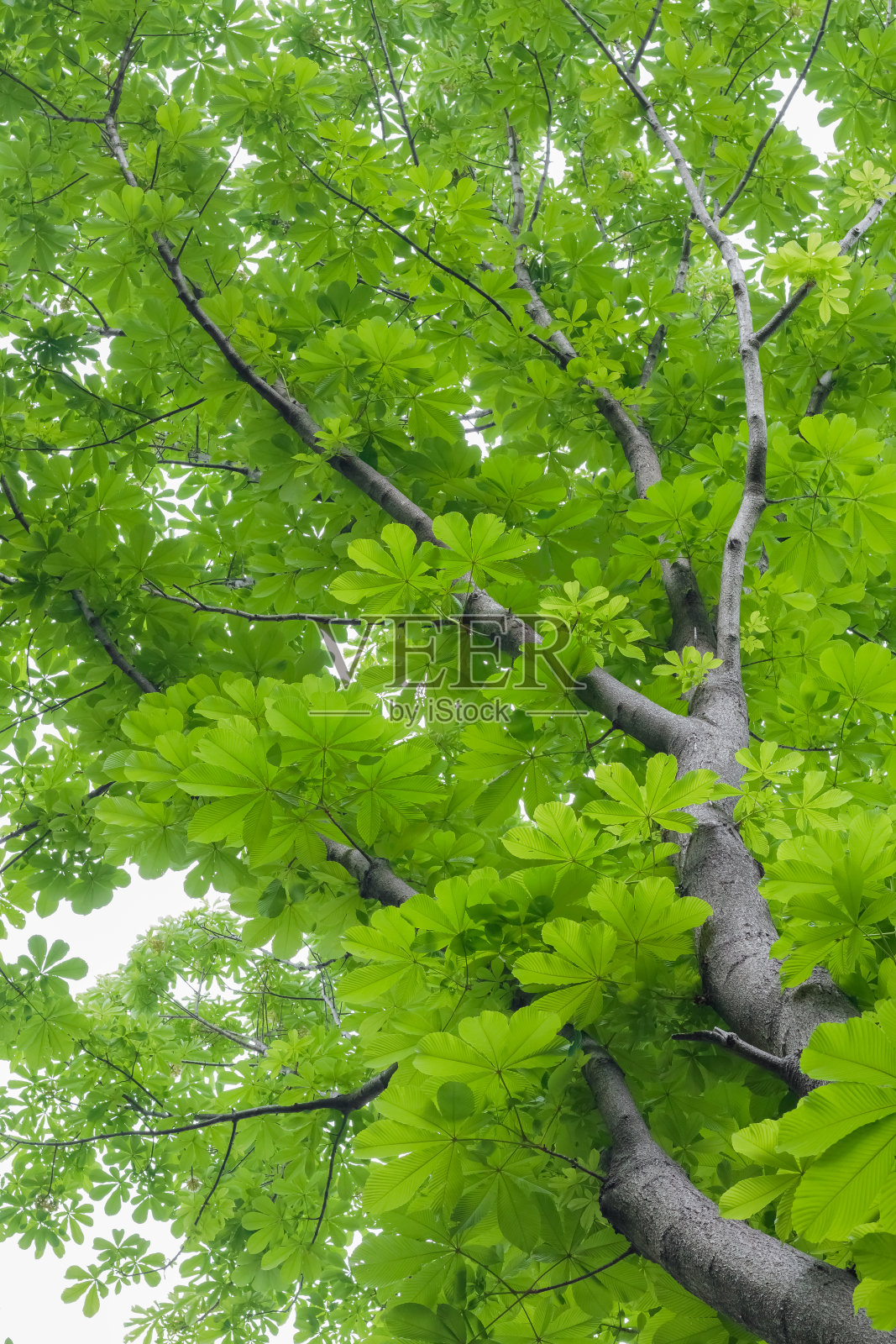 鲜绿tochinoki照片摄影图片