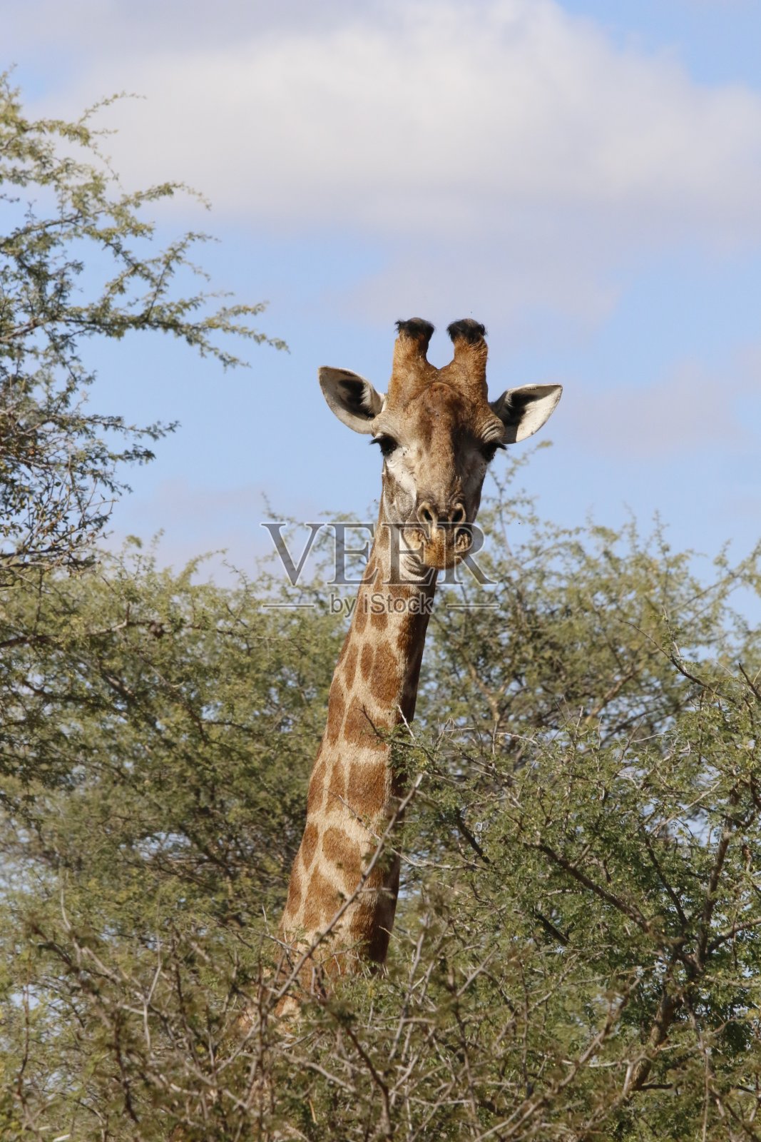一只小公牛长颈鹿看着镜头的头和脖子照片摄影图片
