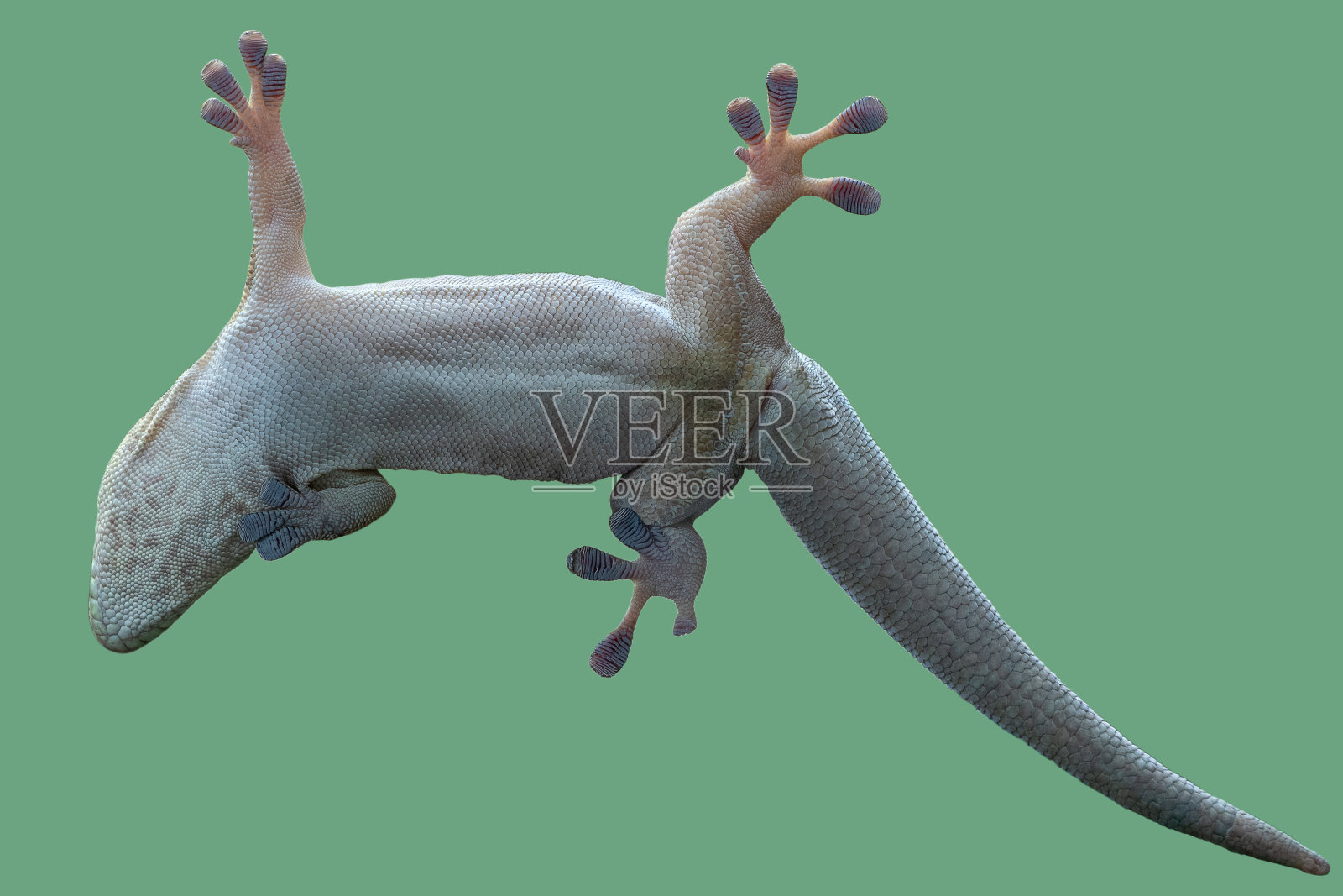 壁虎的底部视图。站着的日子壁虎，菲尔苏玛站着照片摄影图片