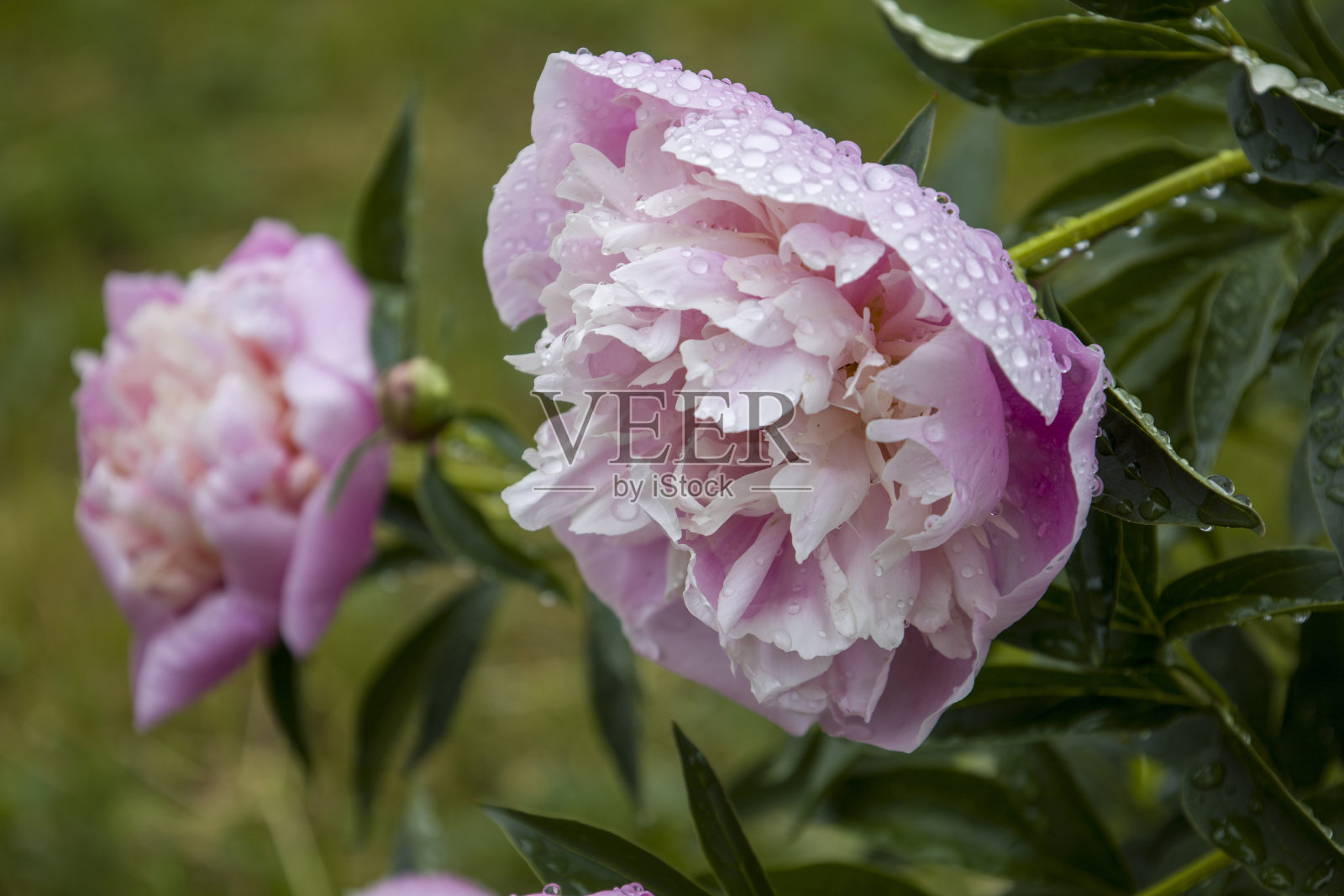 粉色牡丹花朵。模糊的背景。照片摄影图片