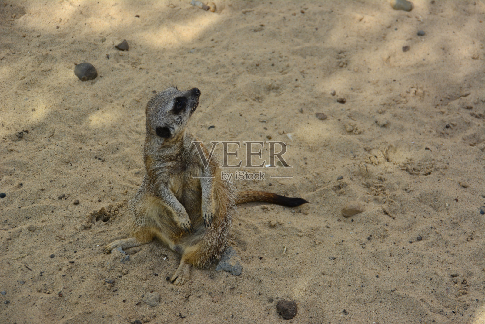 猫鼬坐在阴影中的沙滩上，特写照片摄影图片