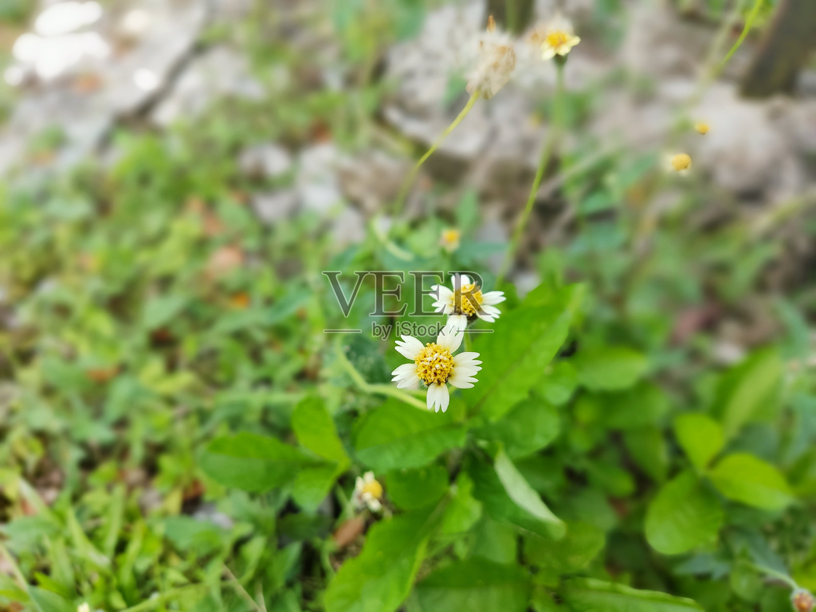野生的白色紫菀花照片摄影图片