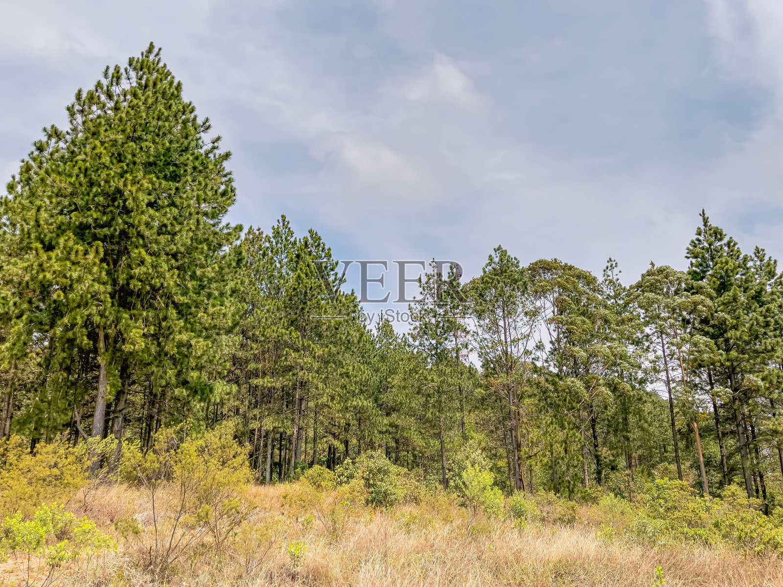 Poços de Caldas的桉树森林，像一个种植园或桉树山谷在Serra de São Domingos, Minas Gerais照片摄影图片