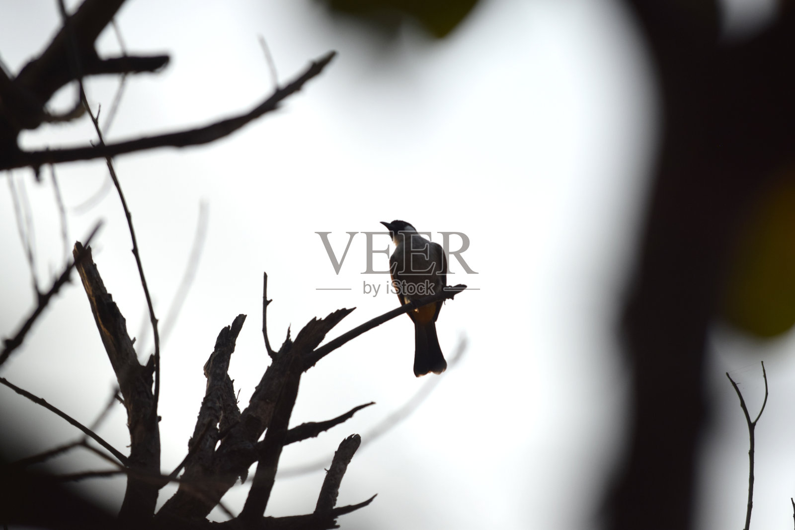 一对雀在亲热照片摄影图片