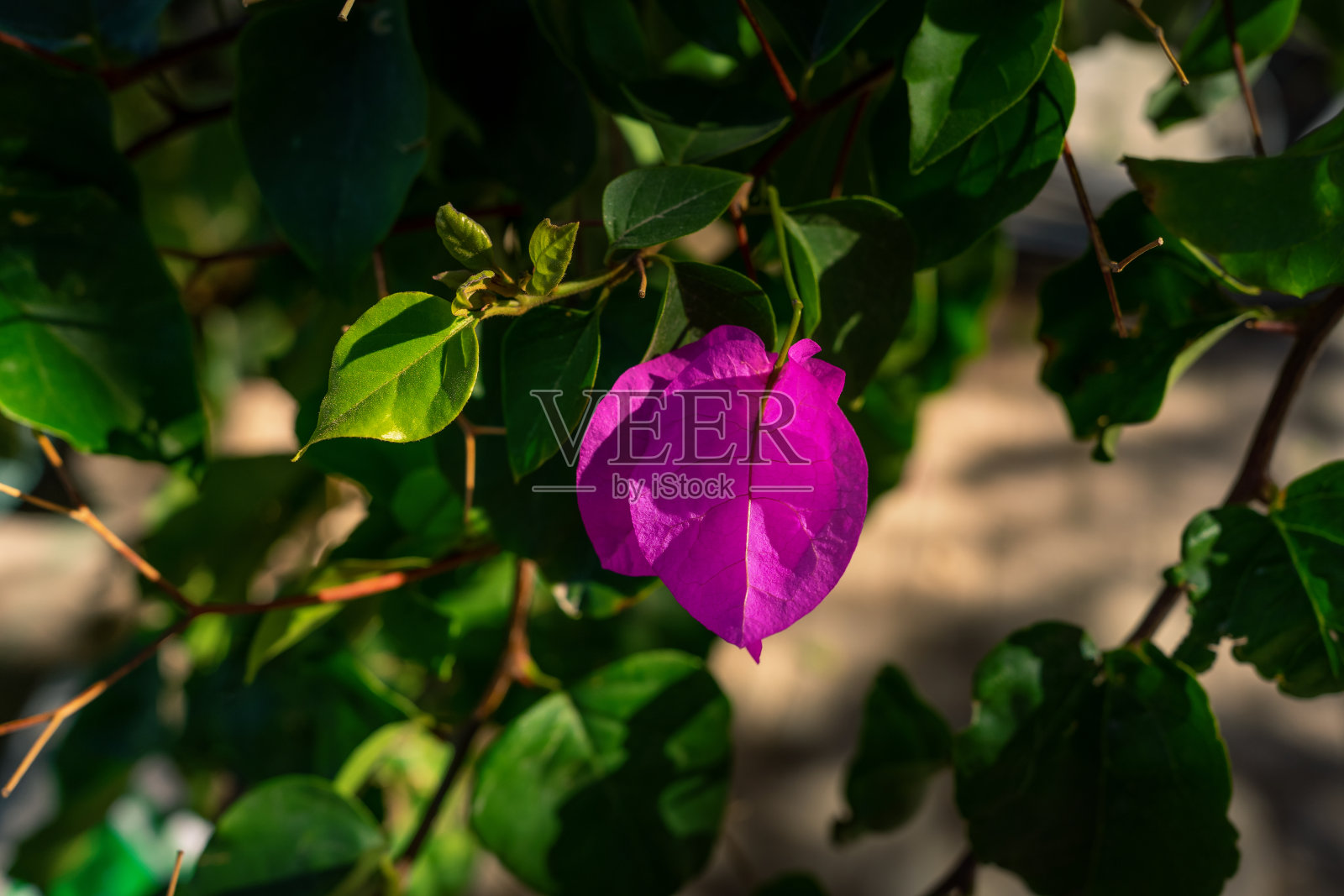 布鲁姆。照片摄影图片