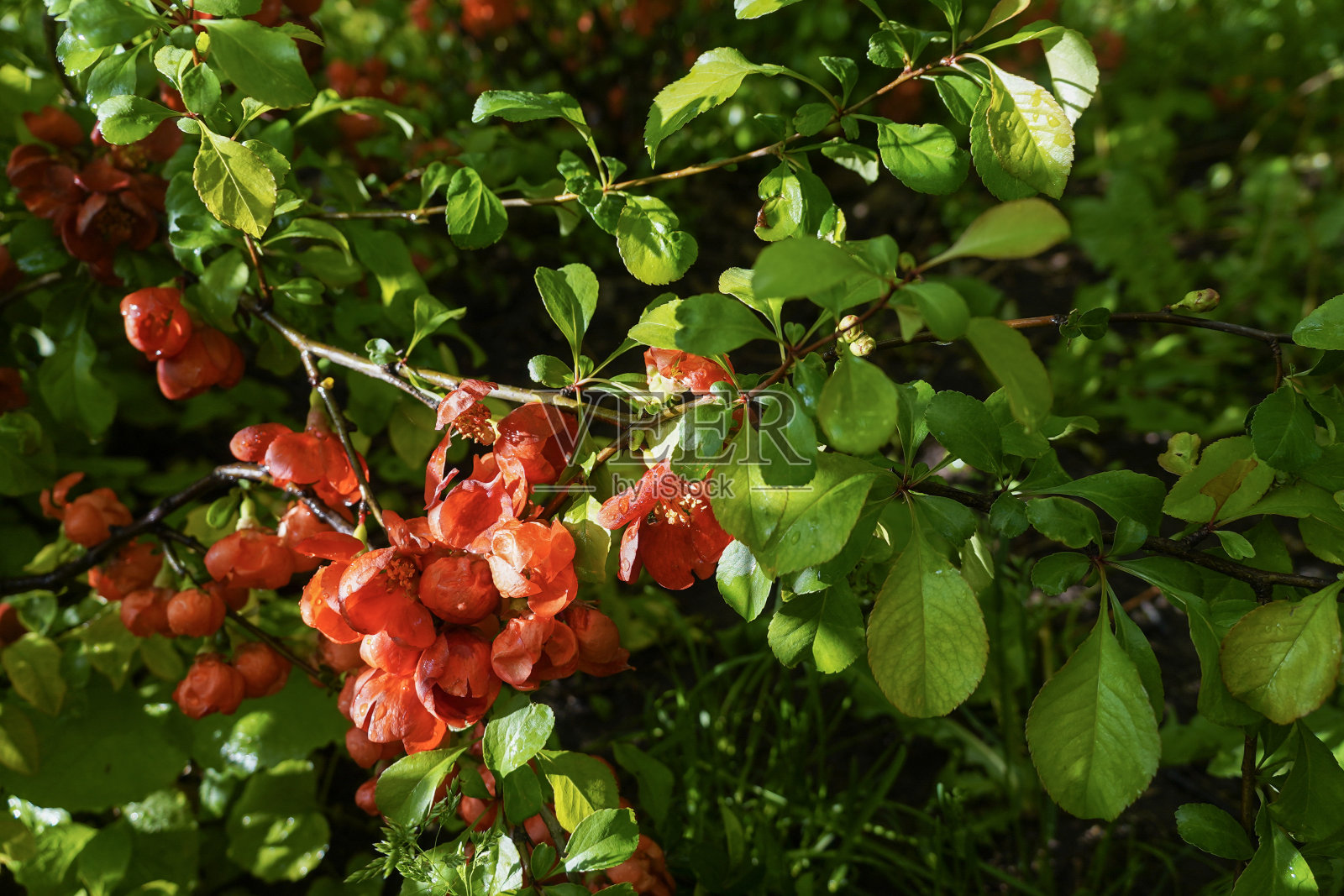 明亮的红色开花日本木瓜或木瓜特写模糊的花园背景，选择性聚焦照片摄影图片