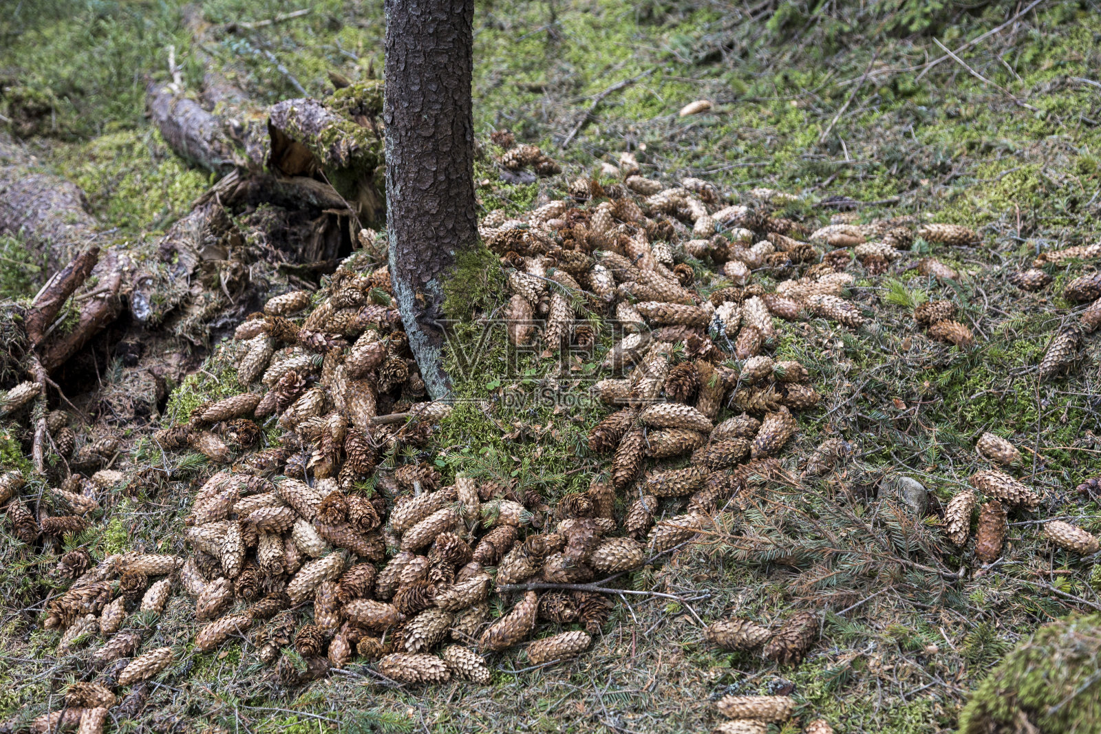 在云杉树附近的地面上的针叶树球果。照片摄影图片