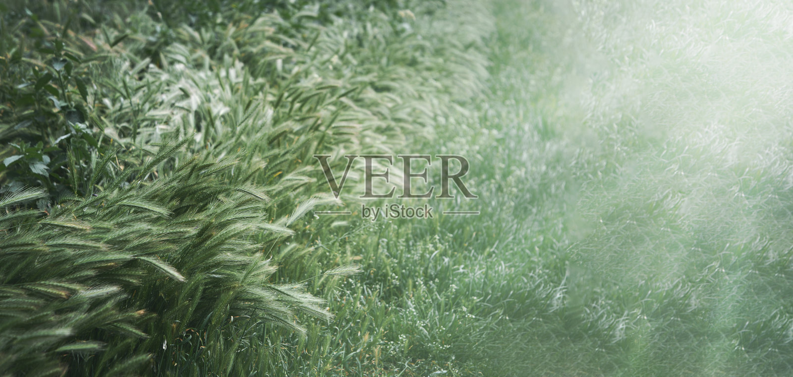 春天的自然背景与绿色的草地，模板旗帜为复活节，春天。夏天的概念。照片摄影图片