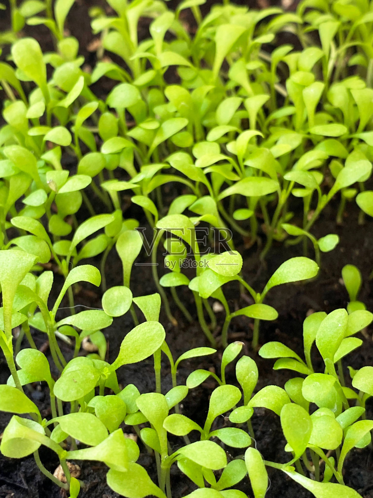 植物芽。照片摄影图片