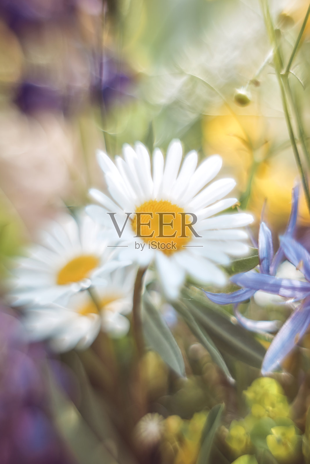 洋甘菊宏观模糊的背景。夏季花卉背景在柔和的颜色照片摄影图片