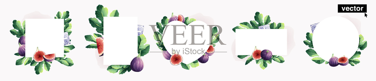 水彩写实风格无花果圆正方形插画图片素材