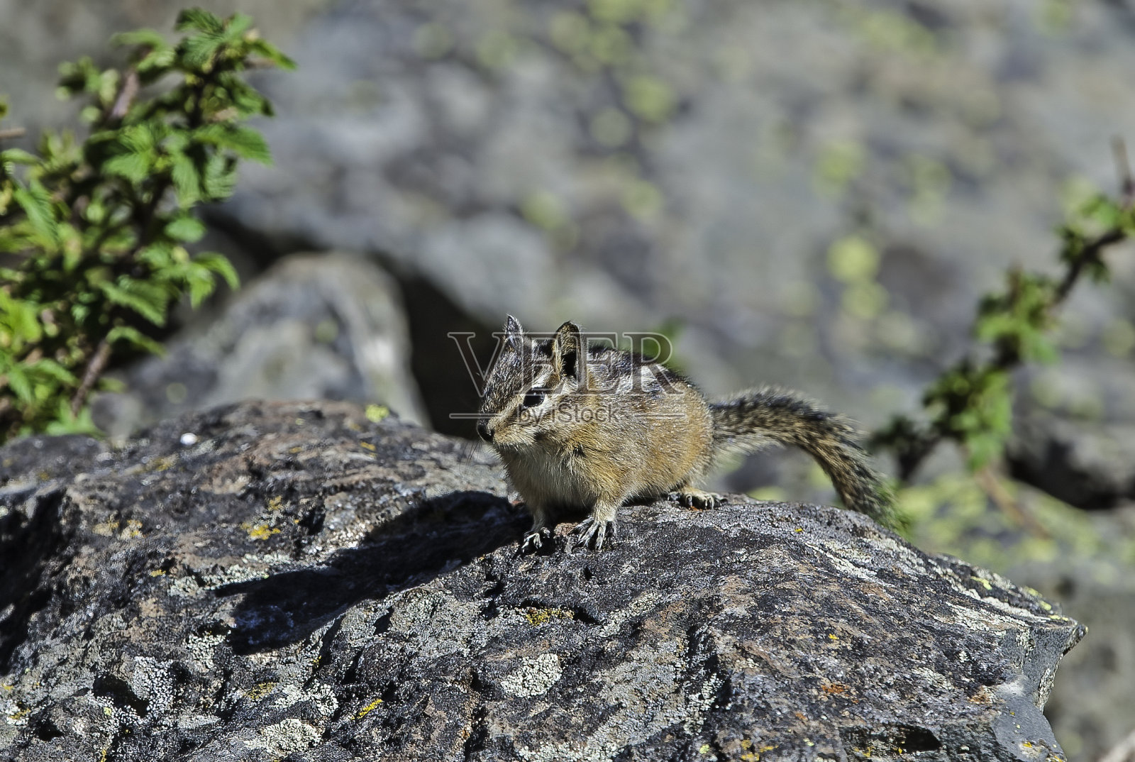 最小花栗鼠(Tamias minimus)是最小的花栗鼠种类。黄石国家公园，怀俄明州。照片摄影图片