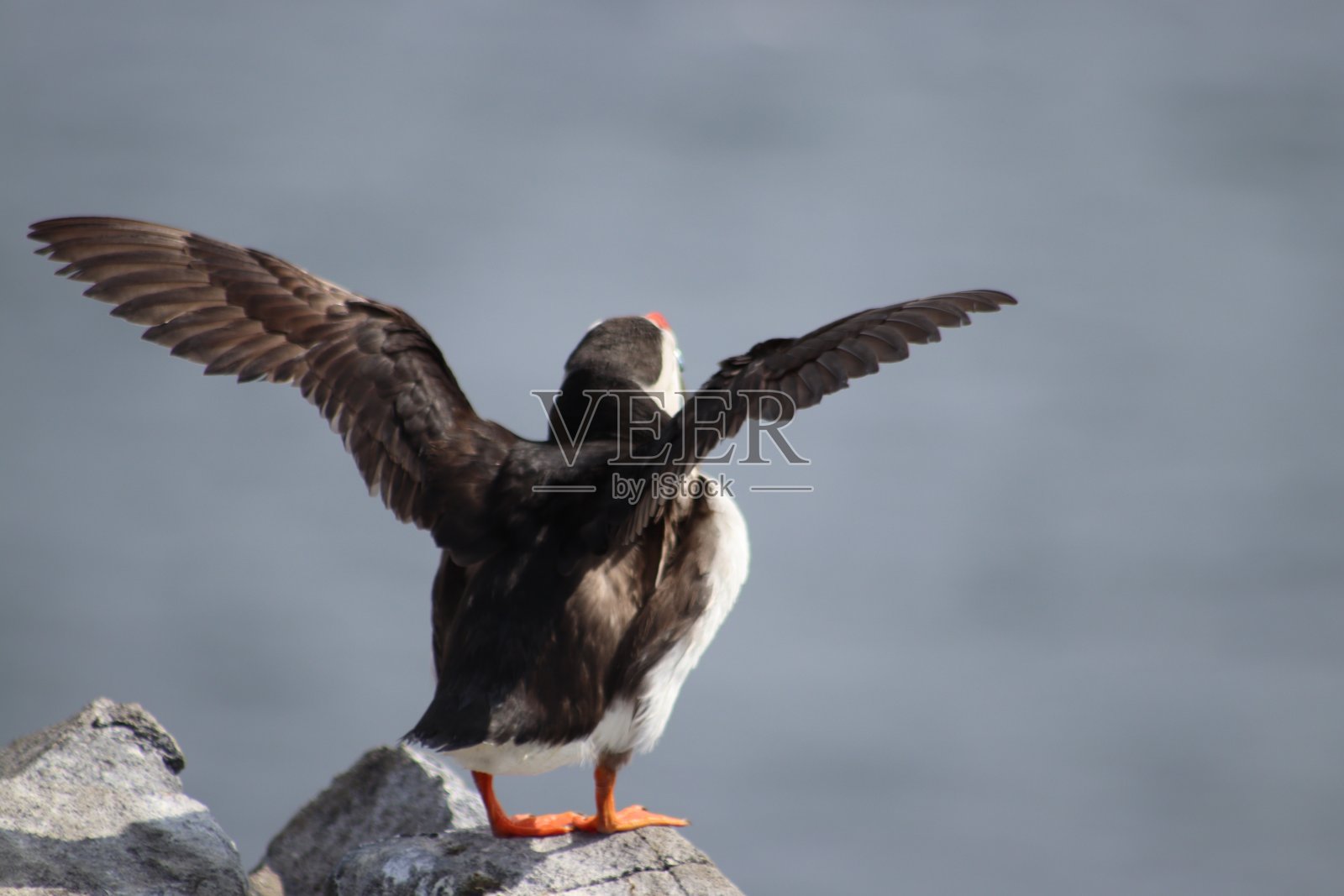 角嘴海雀照片摄影图片