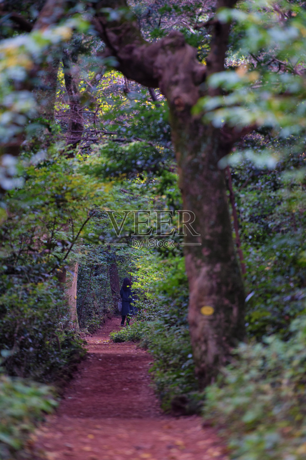 治愈之林照片摄影图片