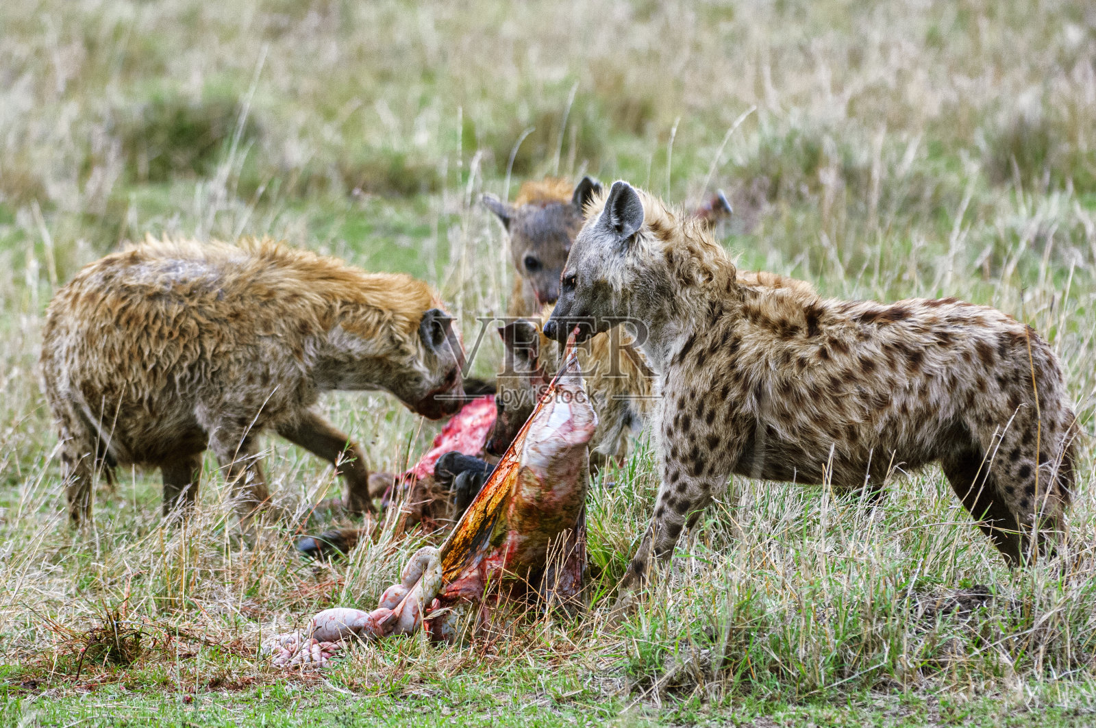 野生斑点鬣狗享用猎物特写照片摄影图片