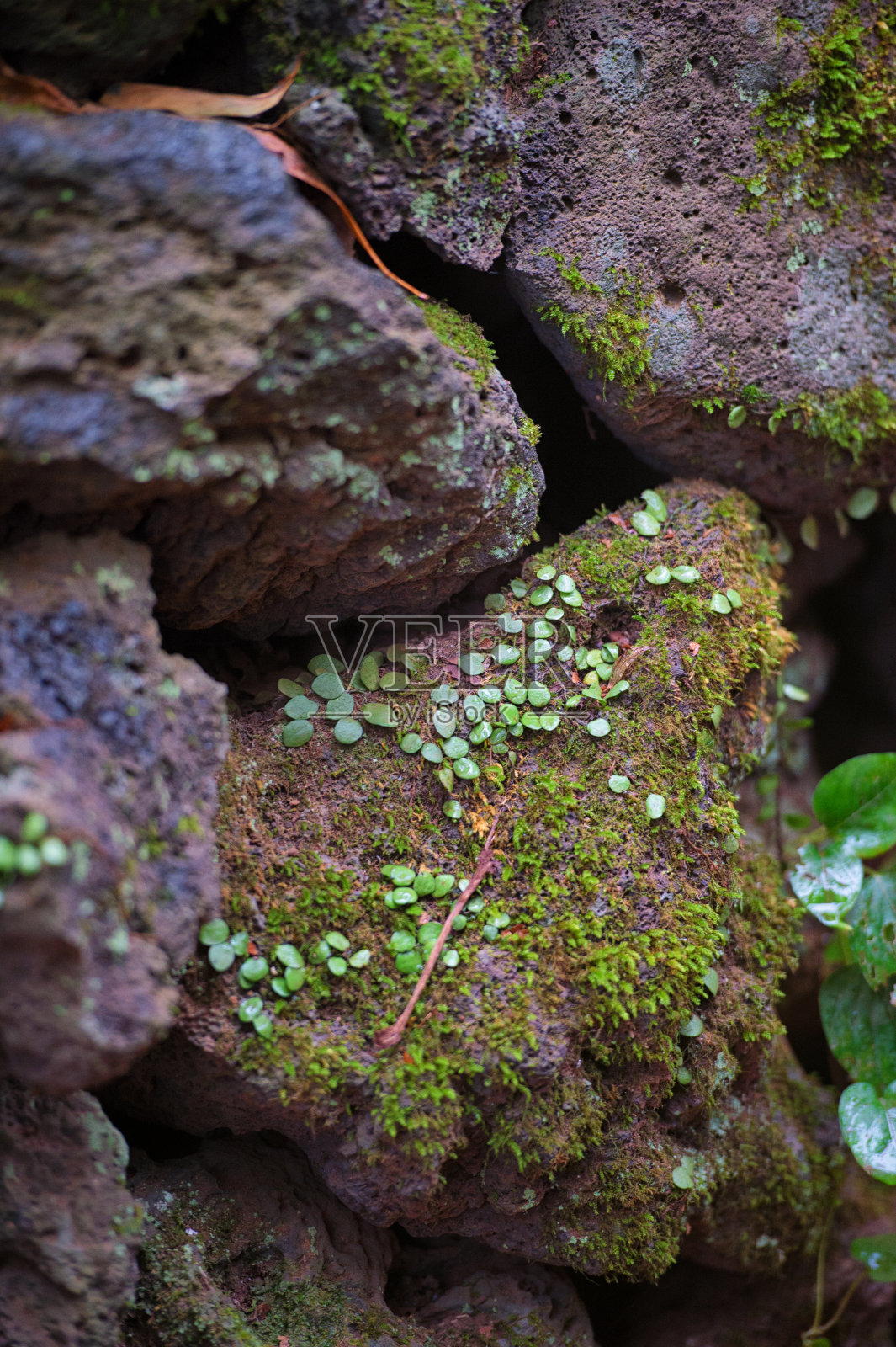 济州岛的石墙照片摄影图片