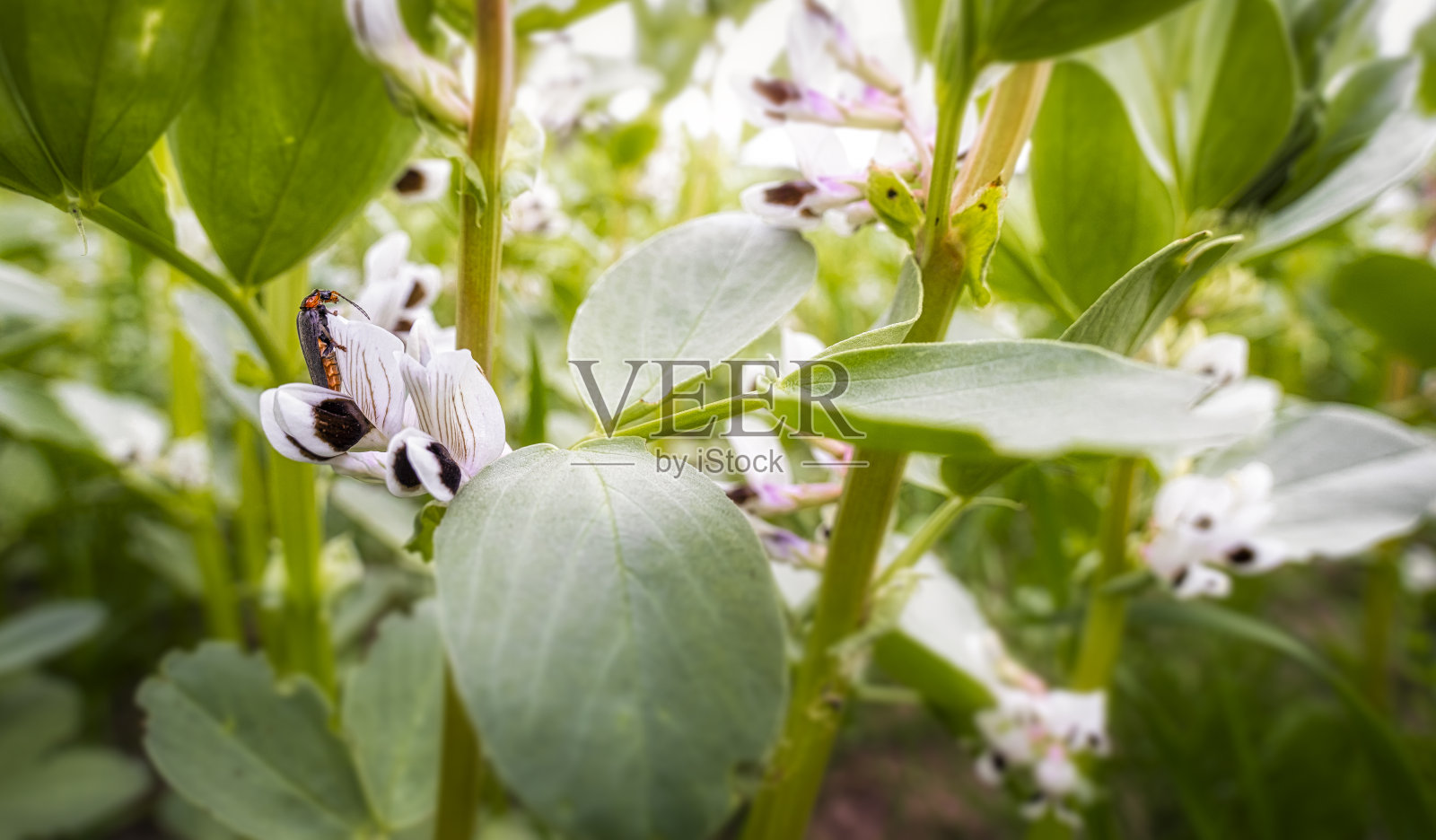 士兵甲虫照片摄影图片