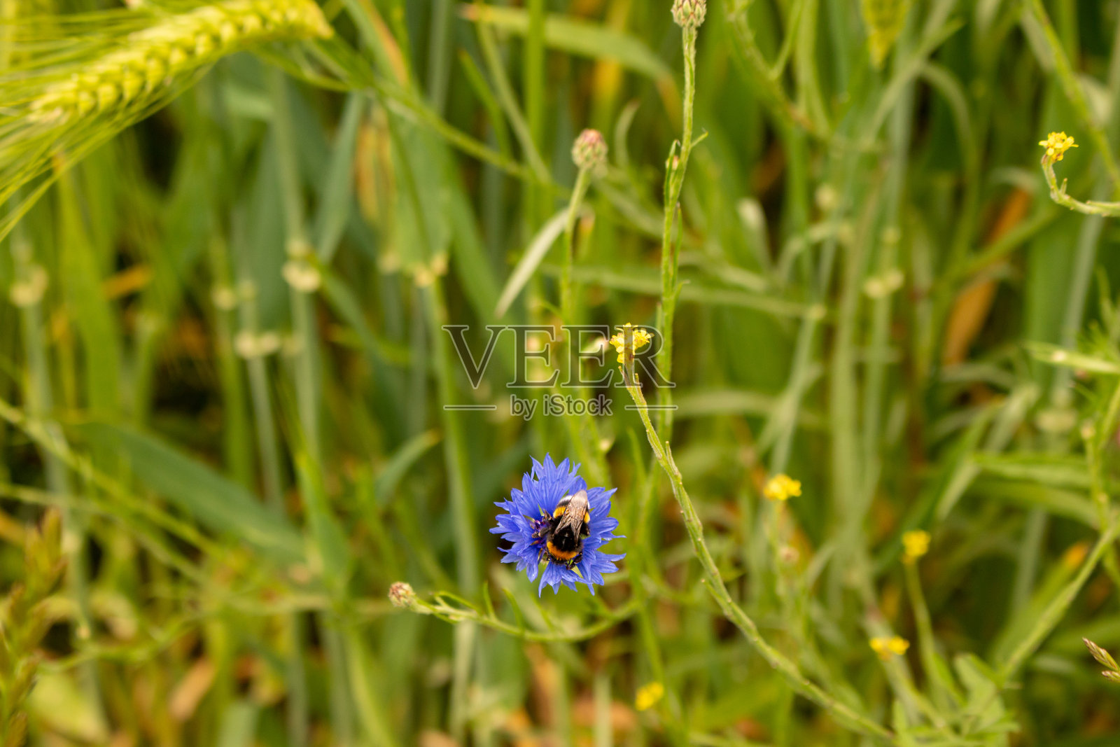 大黄蜂坐在一朵蓝色的野花上照片摄影图片