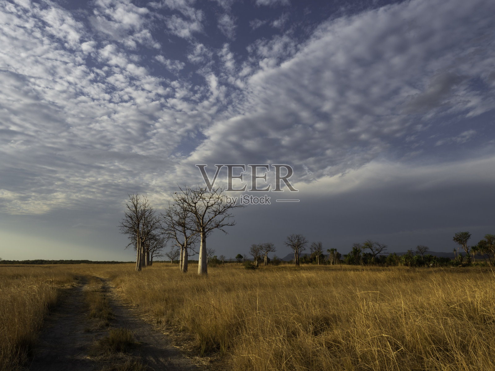 金伯利平原上的澳大利亚野猪树照片摄影图片