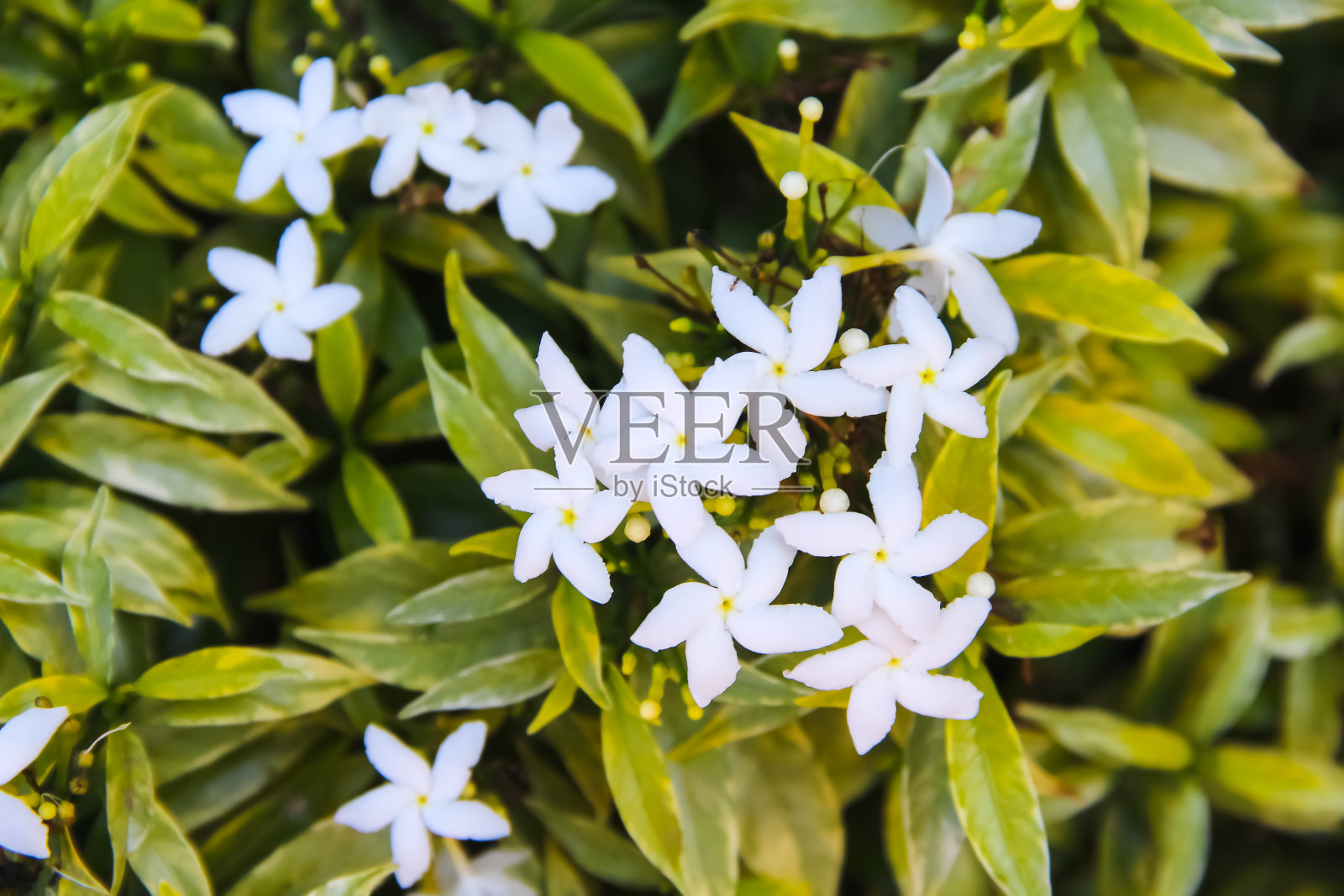 俯瞰白色桑帕吉塔茉莉花盛开与芽花序和绿叶在自然花园背景照片摄影图片