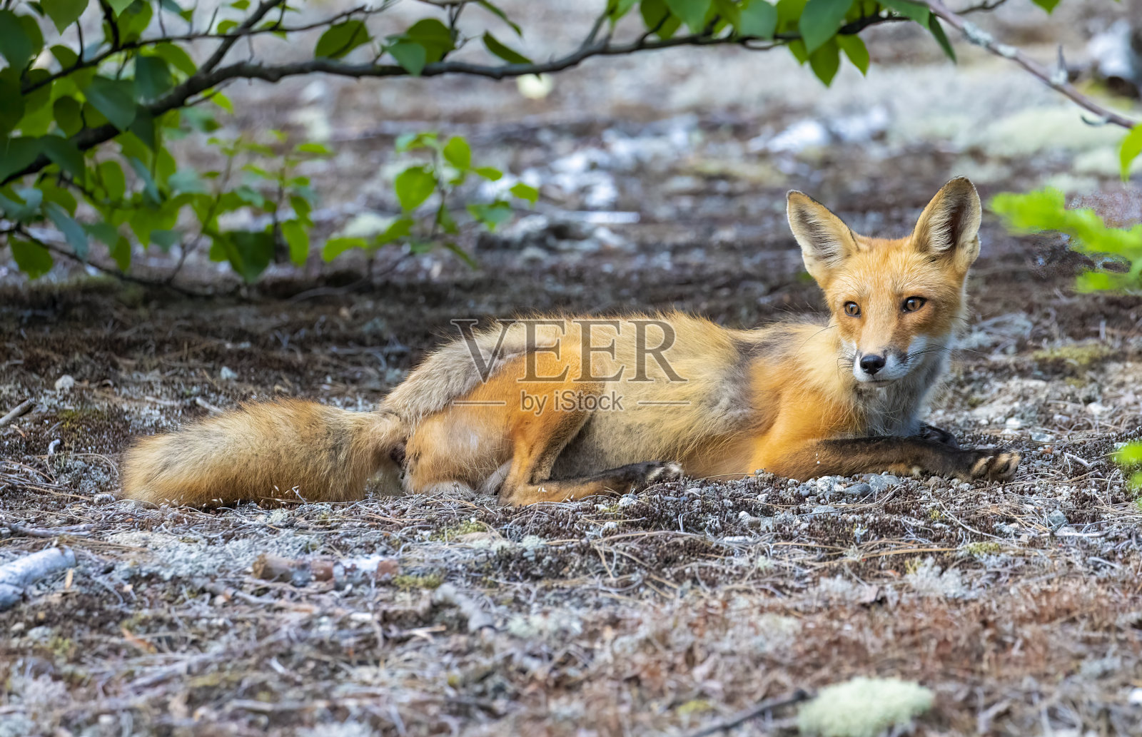 狐狸在路边照片摄影图片