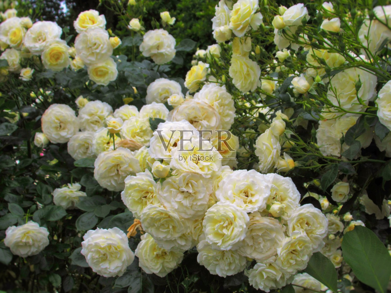 美丽明亮的特写白黄玫瑰在六月开花照片摄影图片