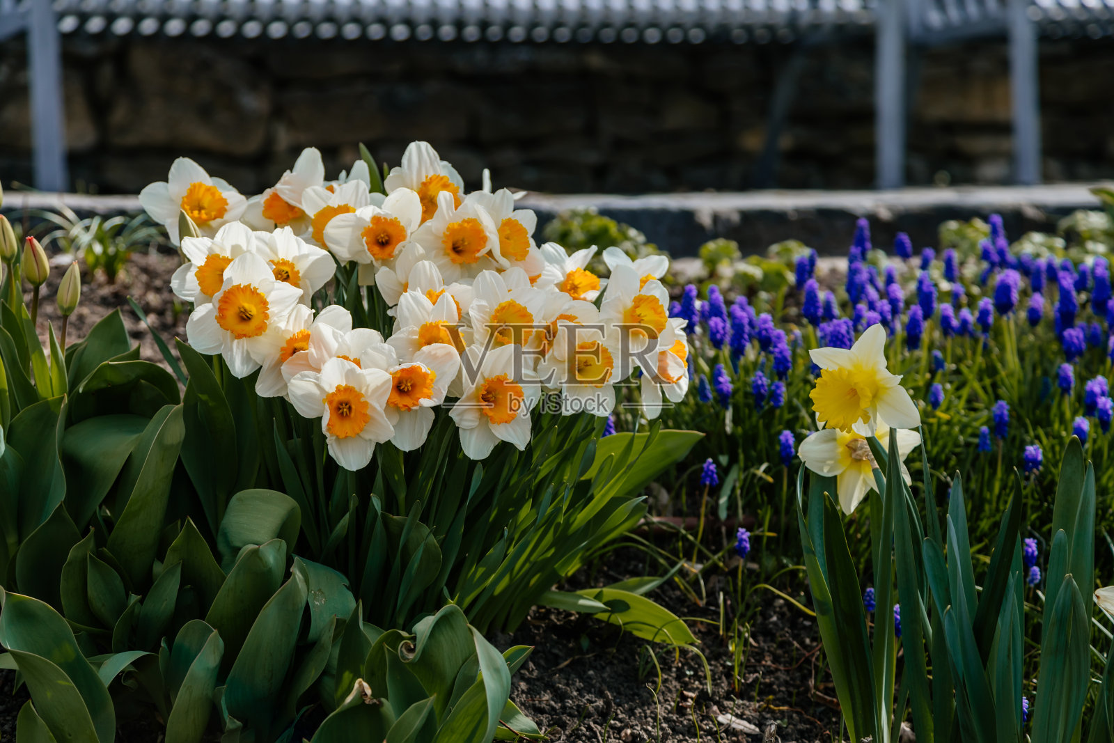 野生水仙花或四旬百合、伪水仙，又称普通水仙或喇叭水仙，一群在阳光明媚的夏日开着绿色的黄色花朵照片摄影图片