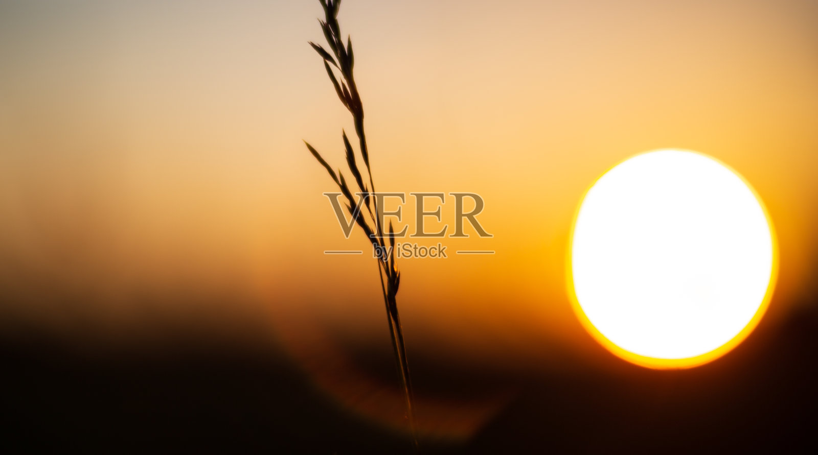 夏天草地上的野花在夕阳西下的黄昏中特写。美丽的自然乡村景观，模糊的背景照片摄影图片