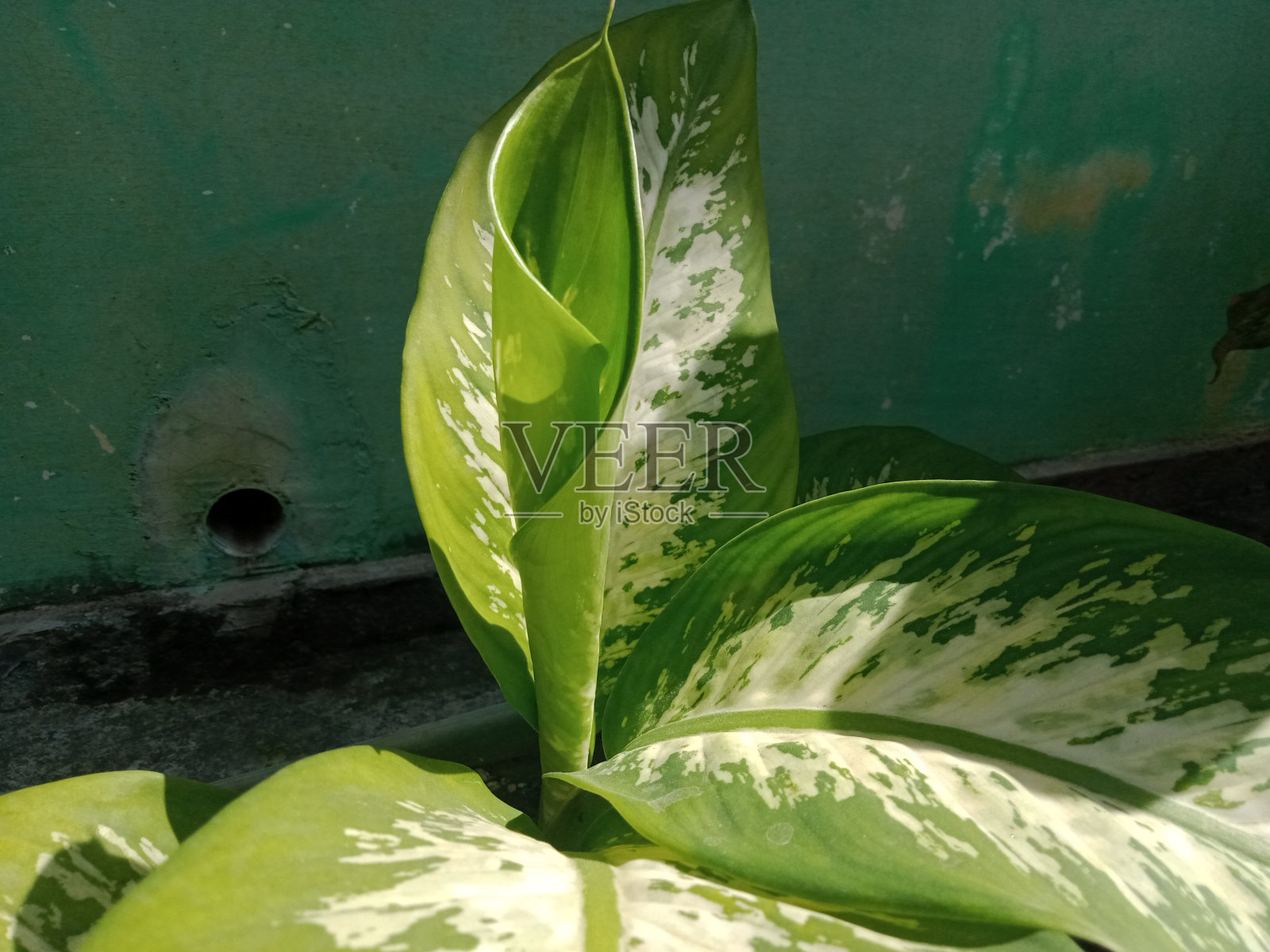 新的叶子照片摄影图片