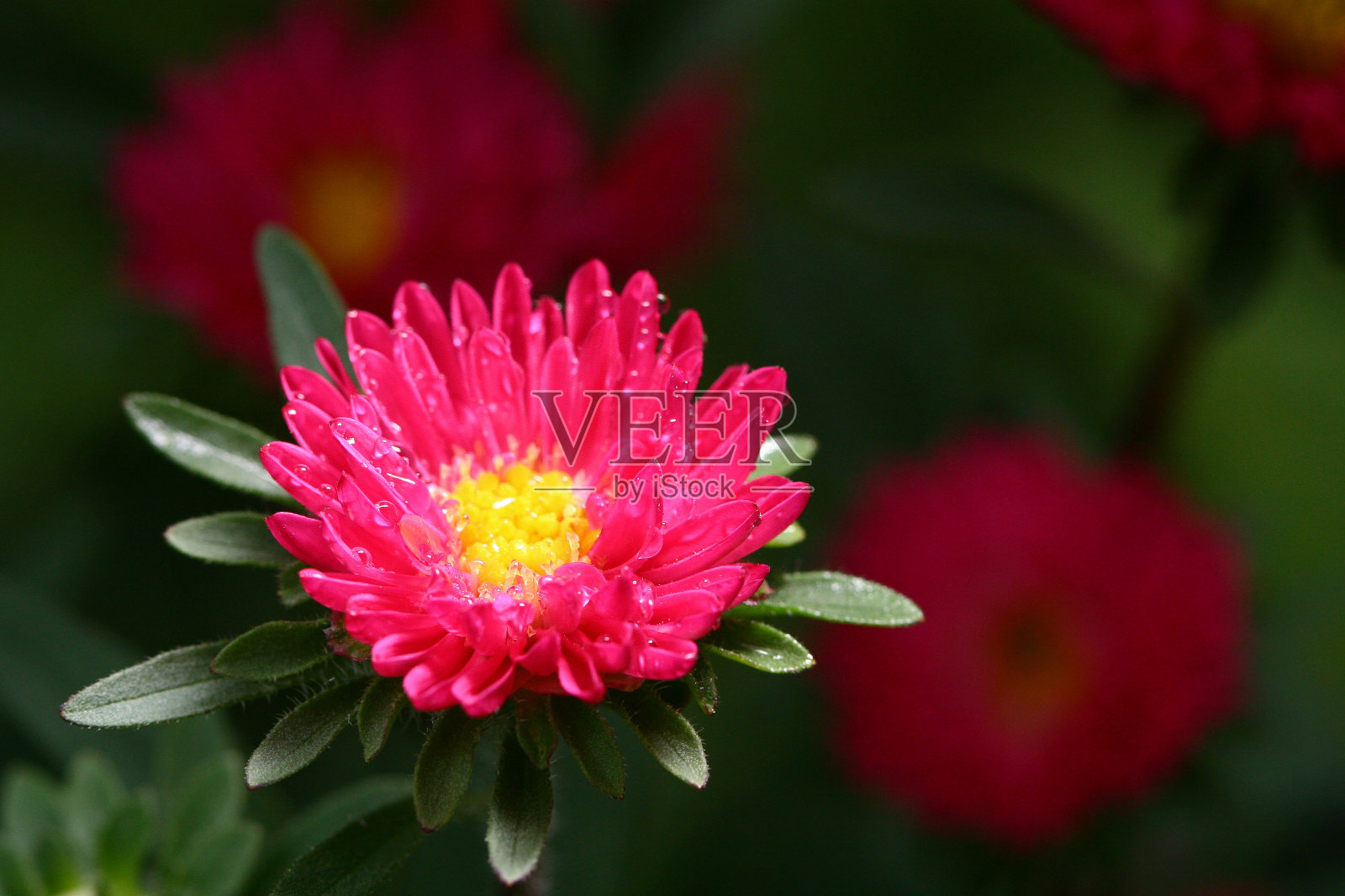 近距离的水滴在粉红色的花的树在自然日光下从泰国。带复制空间的粉黄色花朵。照片摄影图片