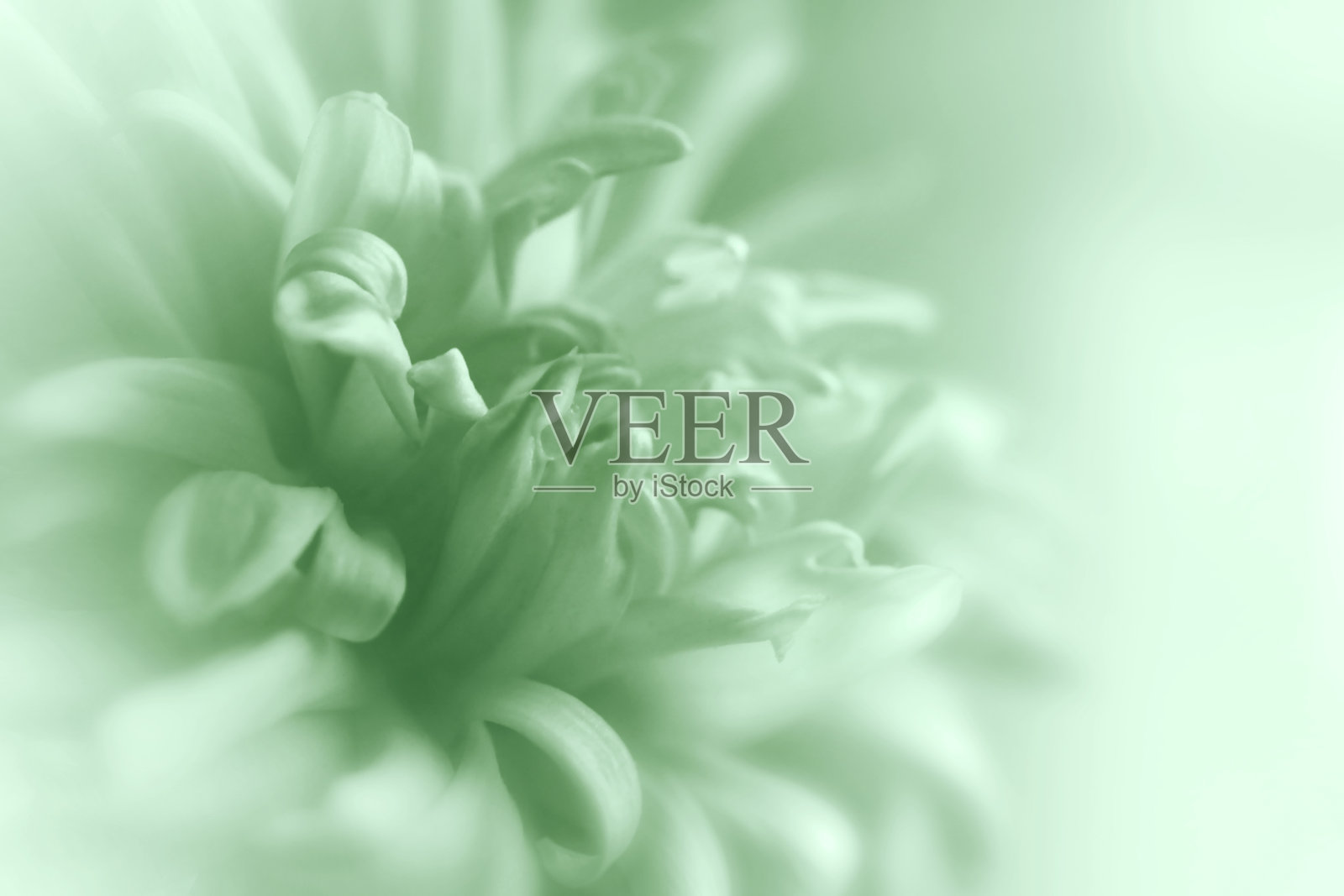 模糊的菊花与软焦点。薄雾背景上的一朵花。特写镜头。大自然。特写镜头。大自然。照片摄影图片