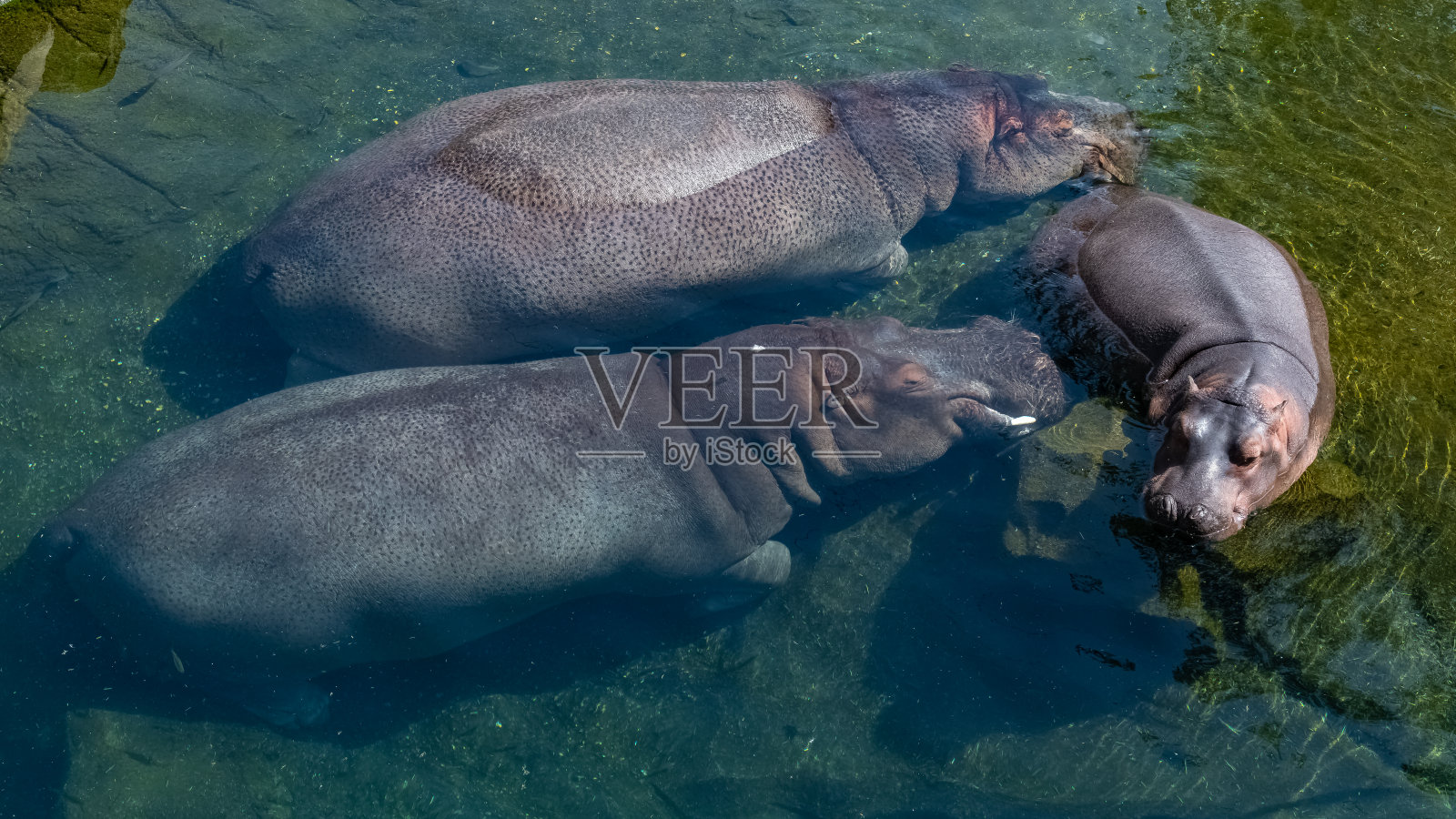 一只小河马在湖里洗澡照片摄影图片