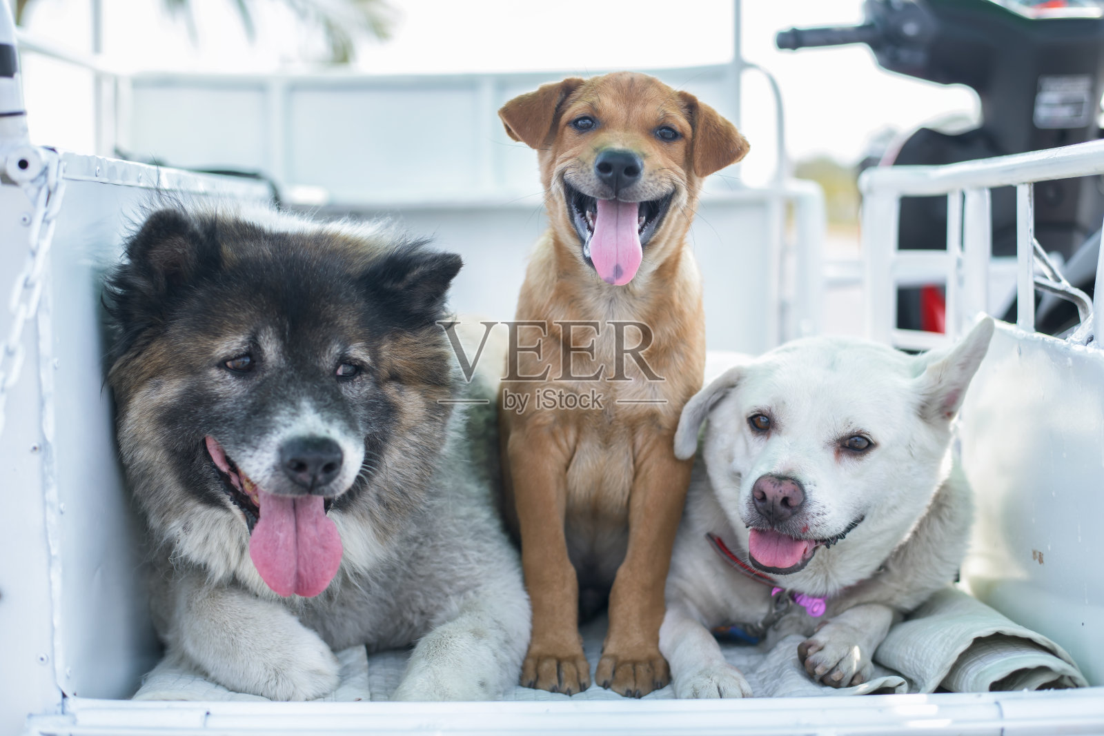 狗微笑的特写照片摄影图片
