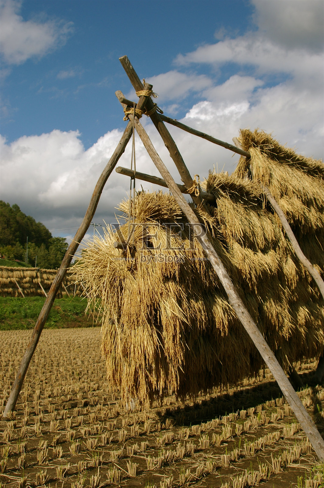 一捆捆的大米在木架上晒干照片摄影图片