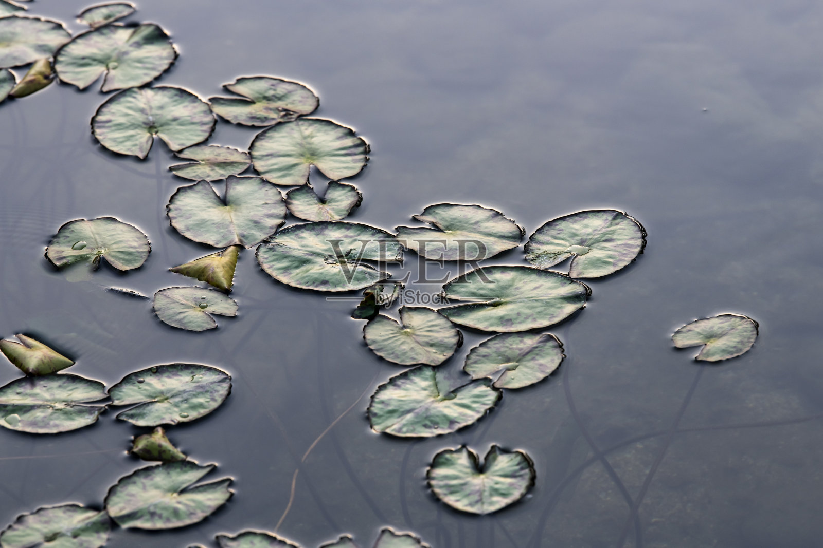 莲花花瓣照片摄影图片