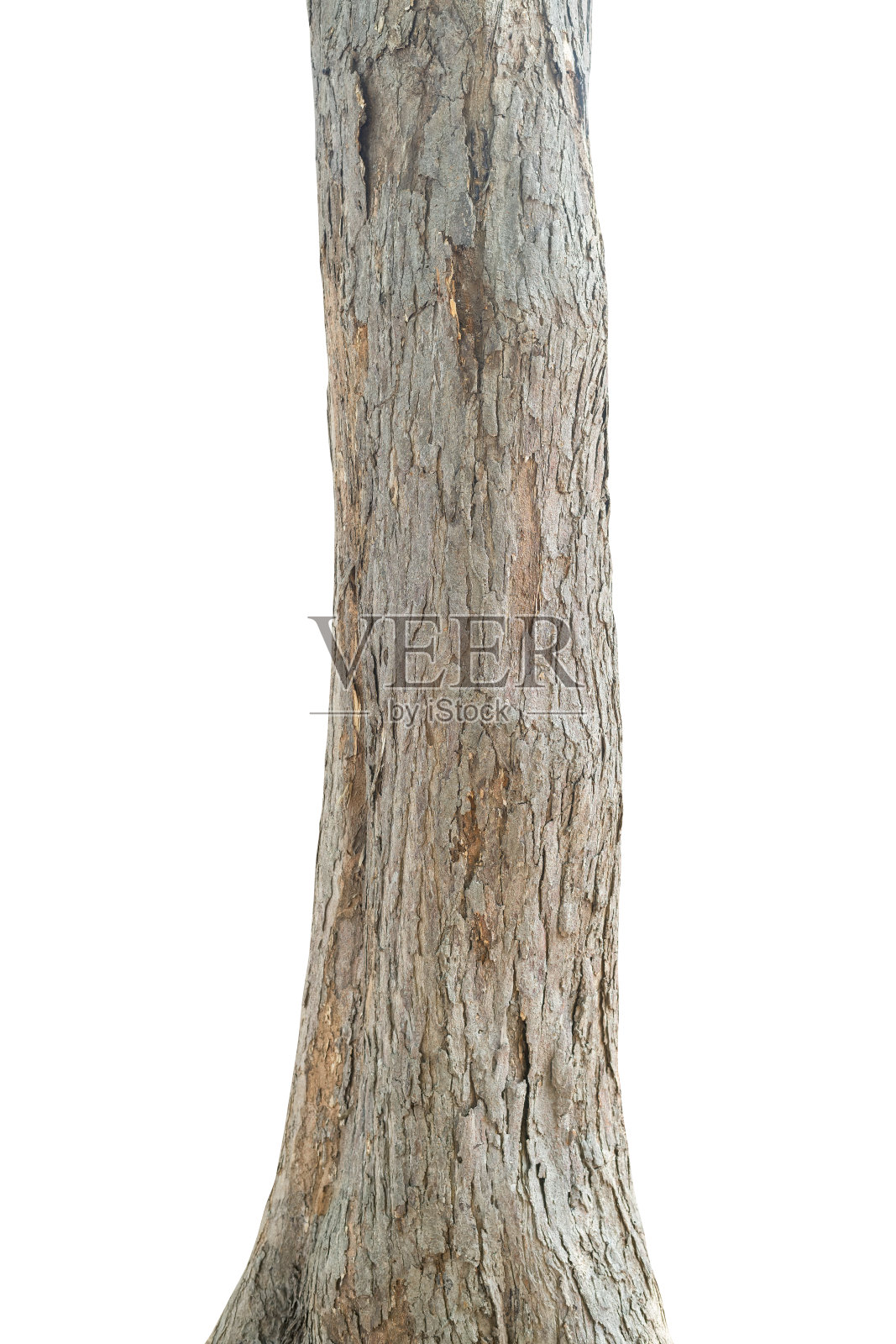 树干孤立在白色背景。它有剪切路径。照片摄影图片