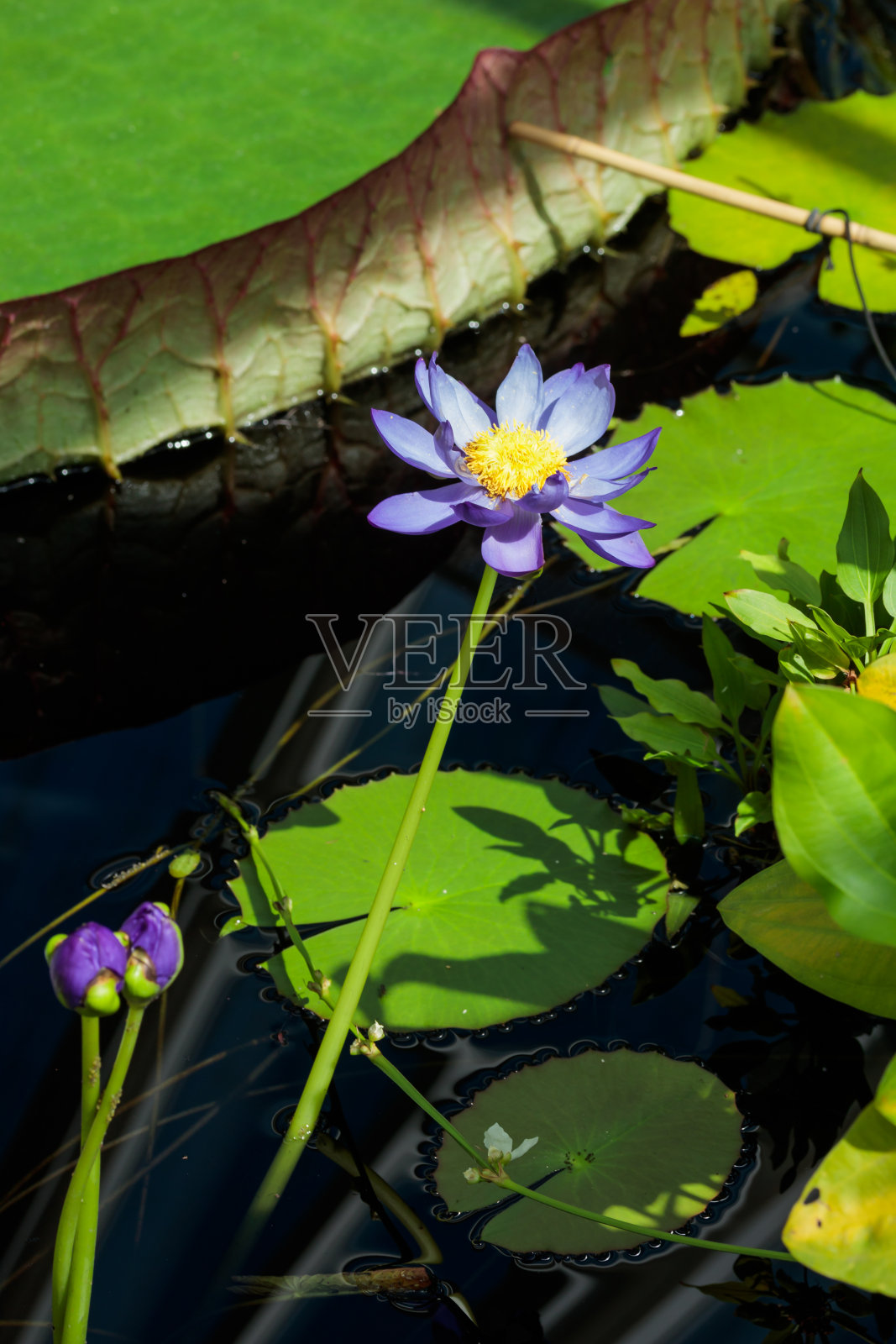 水百合花在拉古纳照片摄影图片