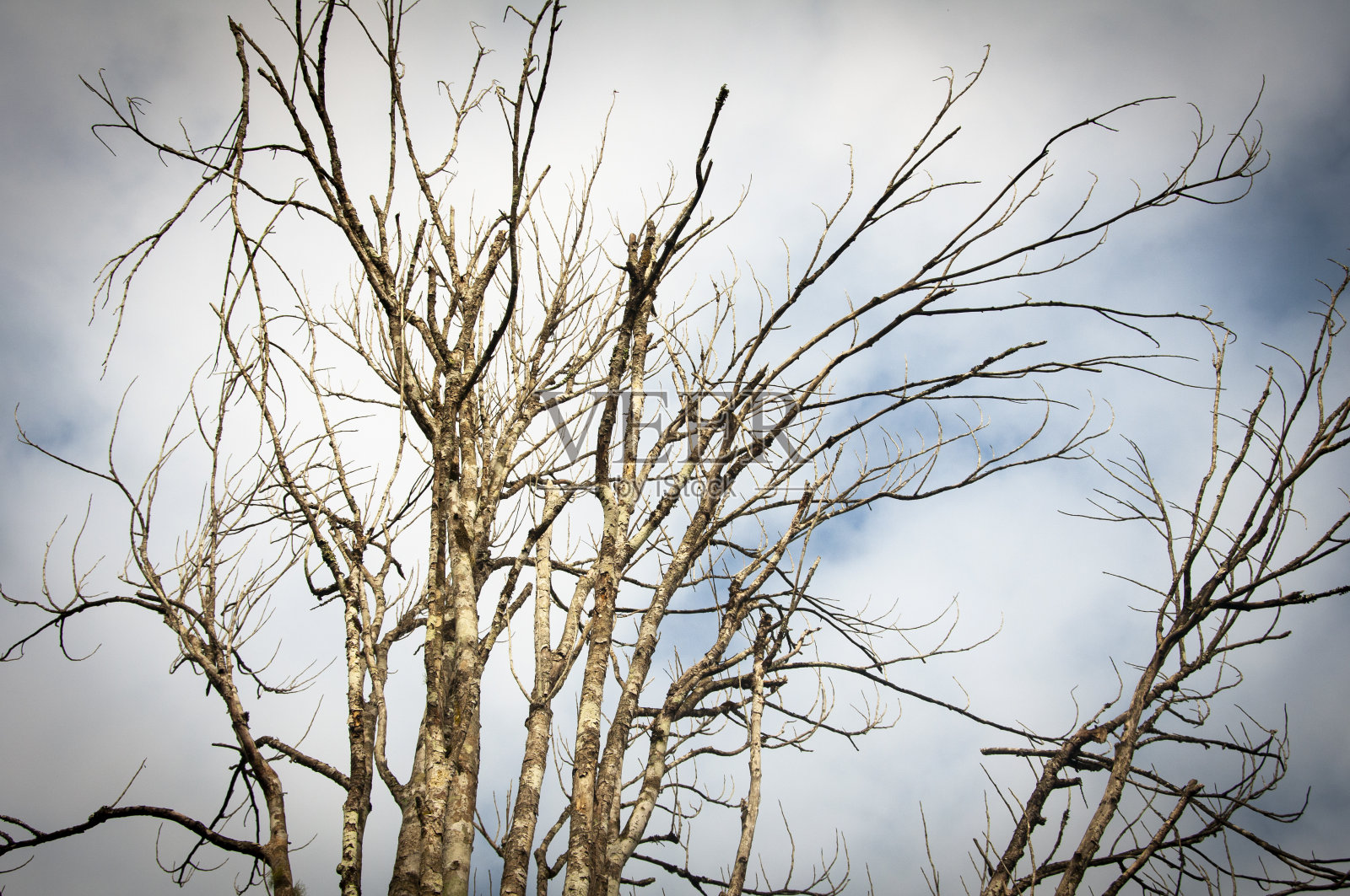 老树视图。本空间照片摄影图片