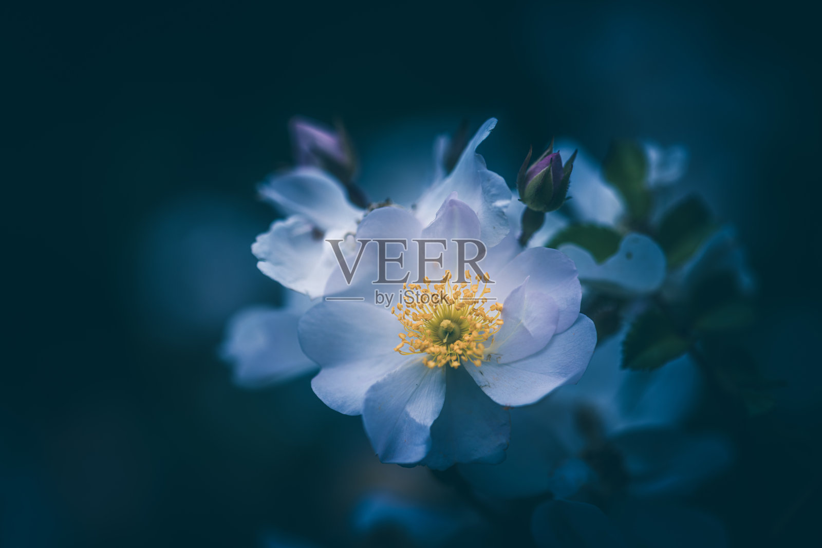 野蔷薇或野玫瑰花照片摄影图片