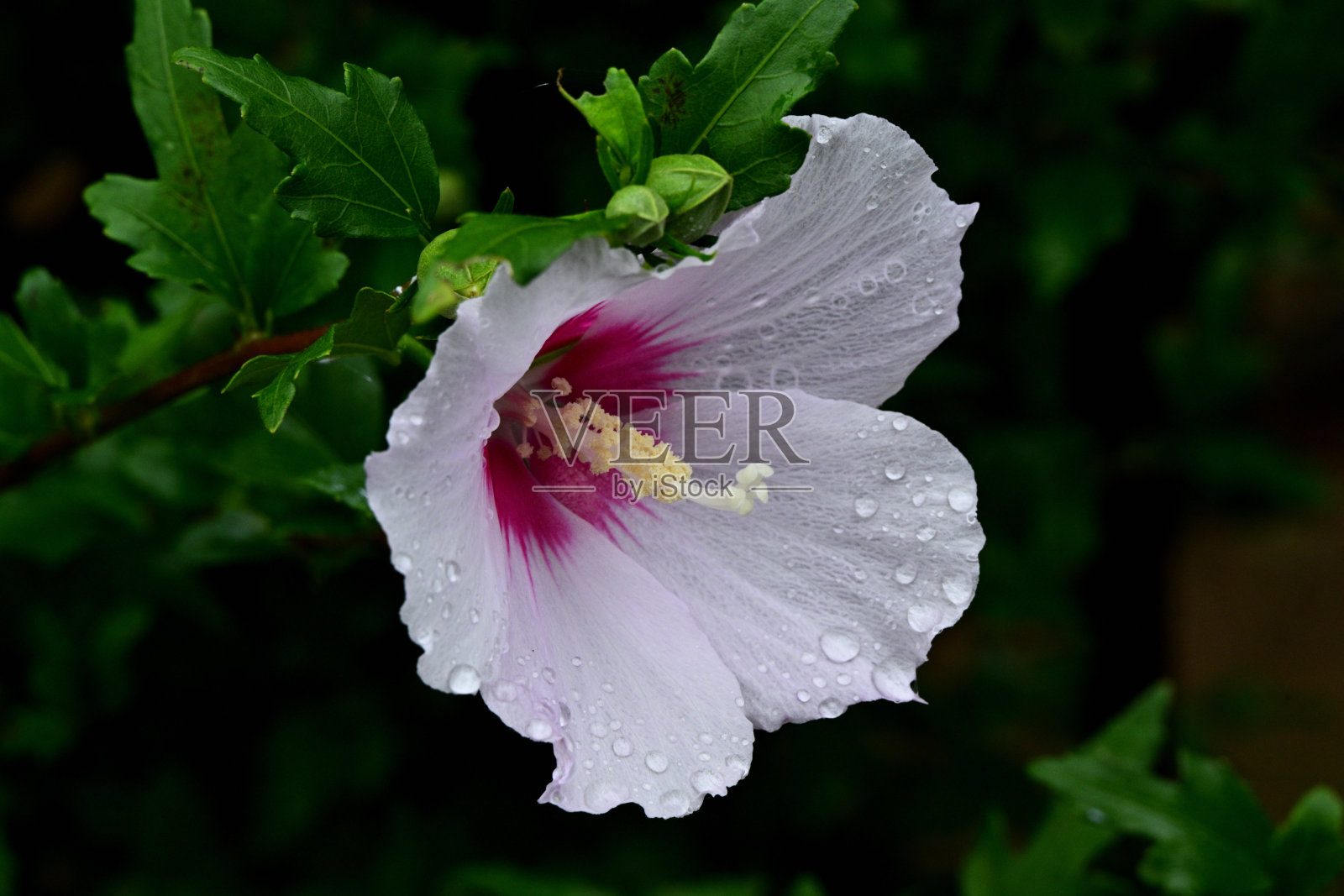 花照片摄影图片