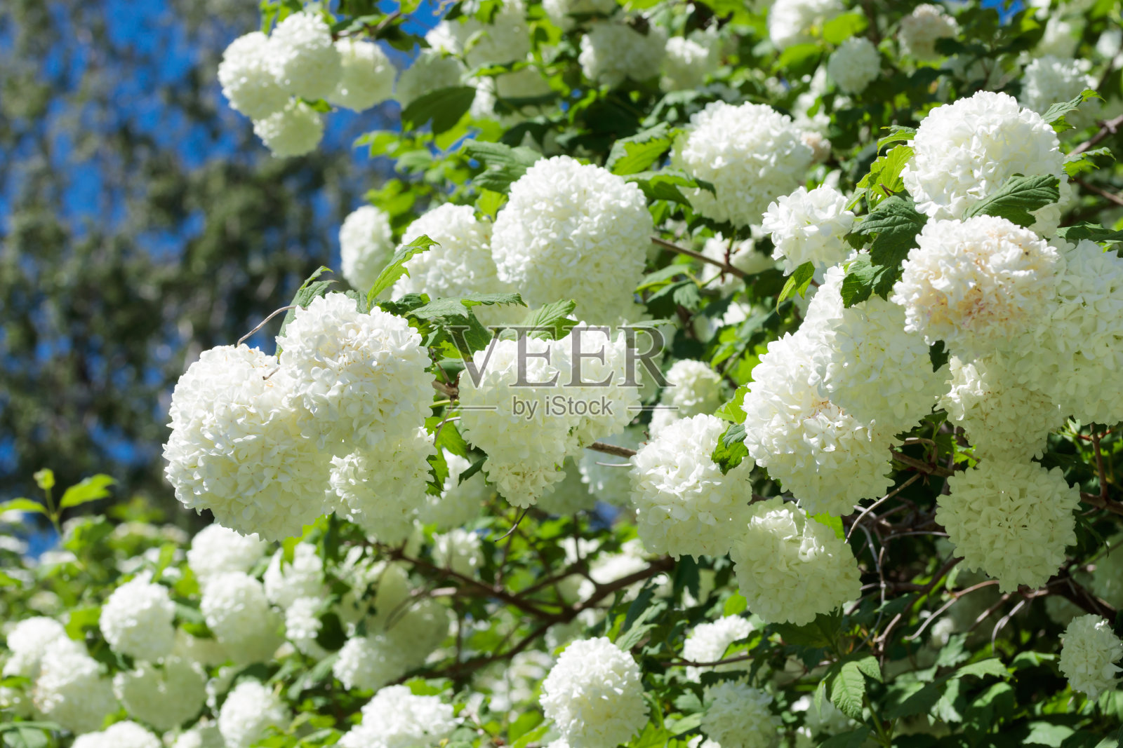 绣球花在春天的季节照片摄影图片