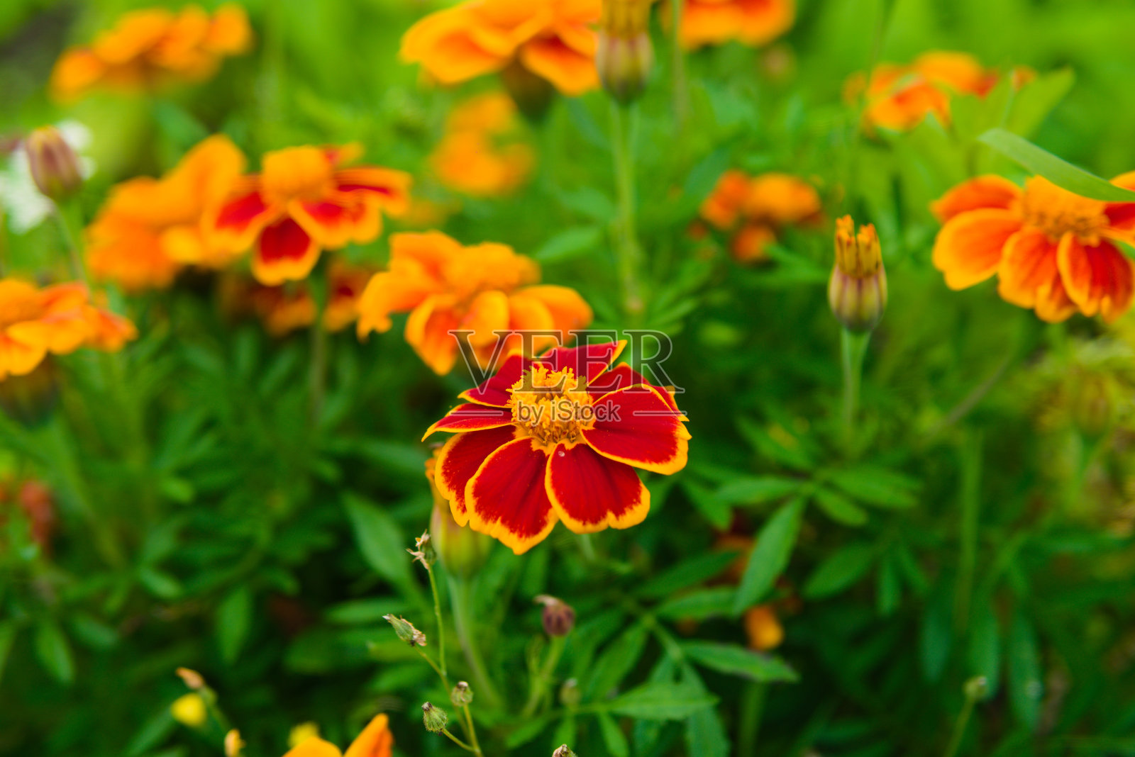 孔雀草照片摄影图片
