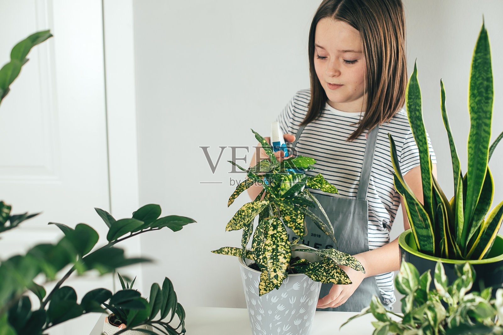 家庭园艺。春天的时间。年轻的女孩园丁在家里浇灌植物。照片摄影图片